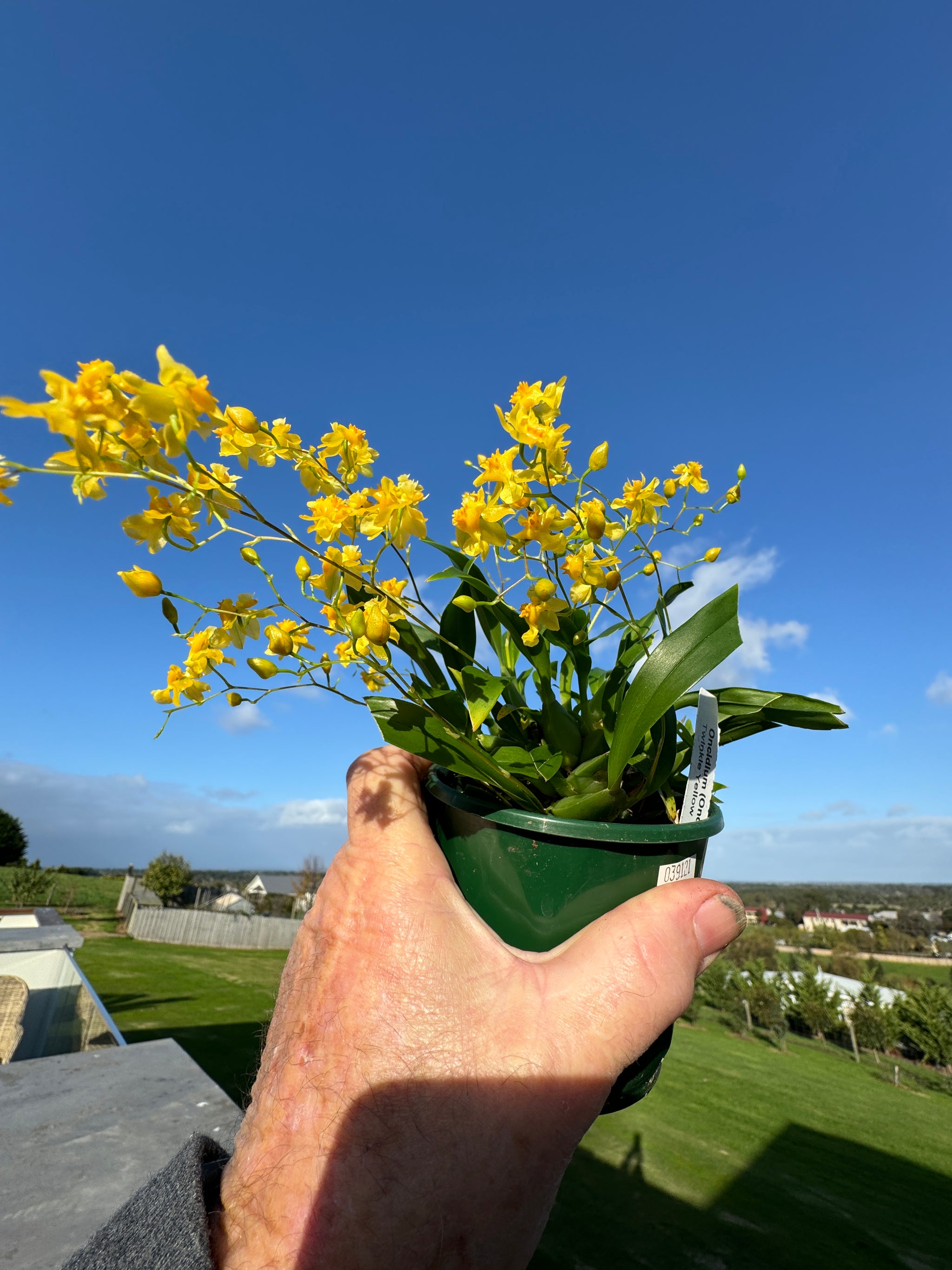 Oncidium Twinkle Yellow