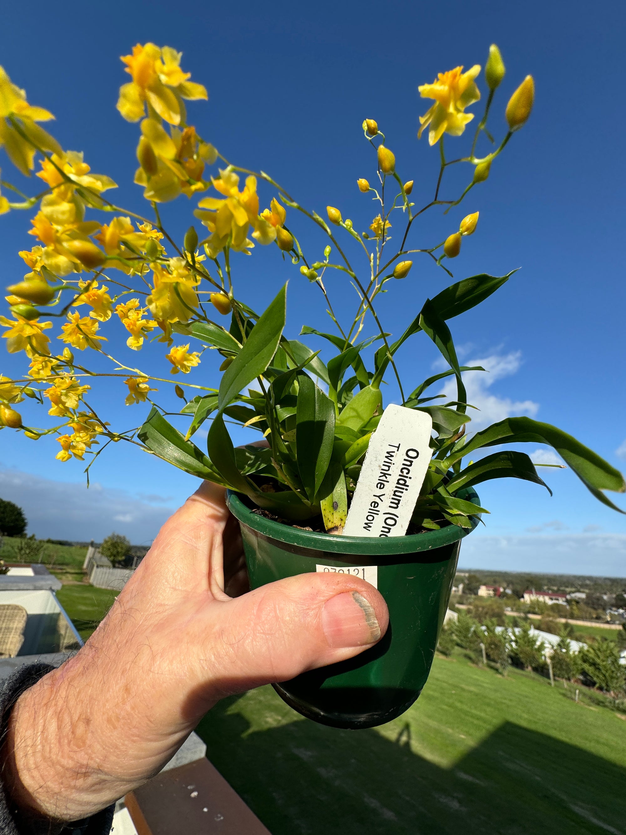 Oncidium Twinkle Yellow