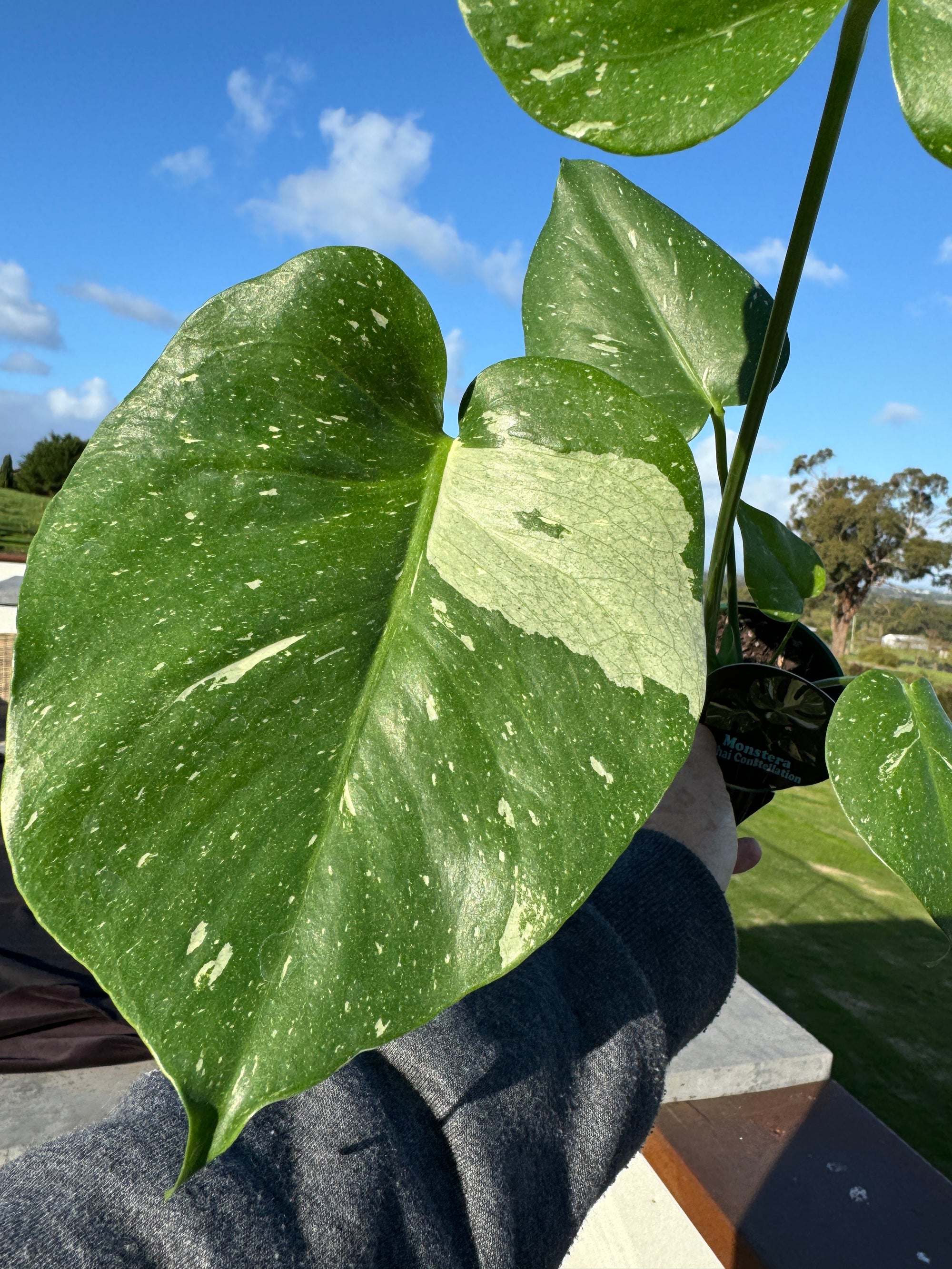 Monstera deliciosa 'Thai Constellation' 100mm Pot