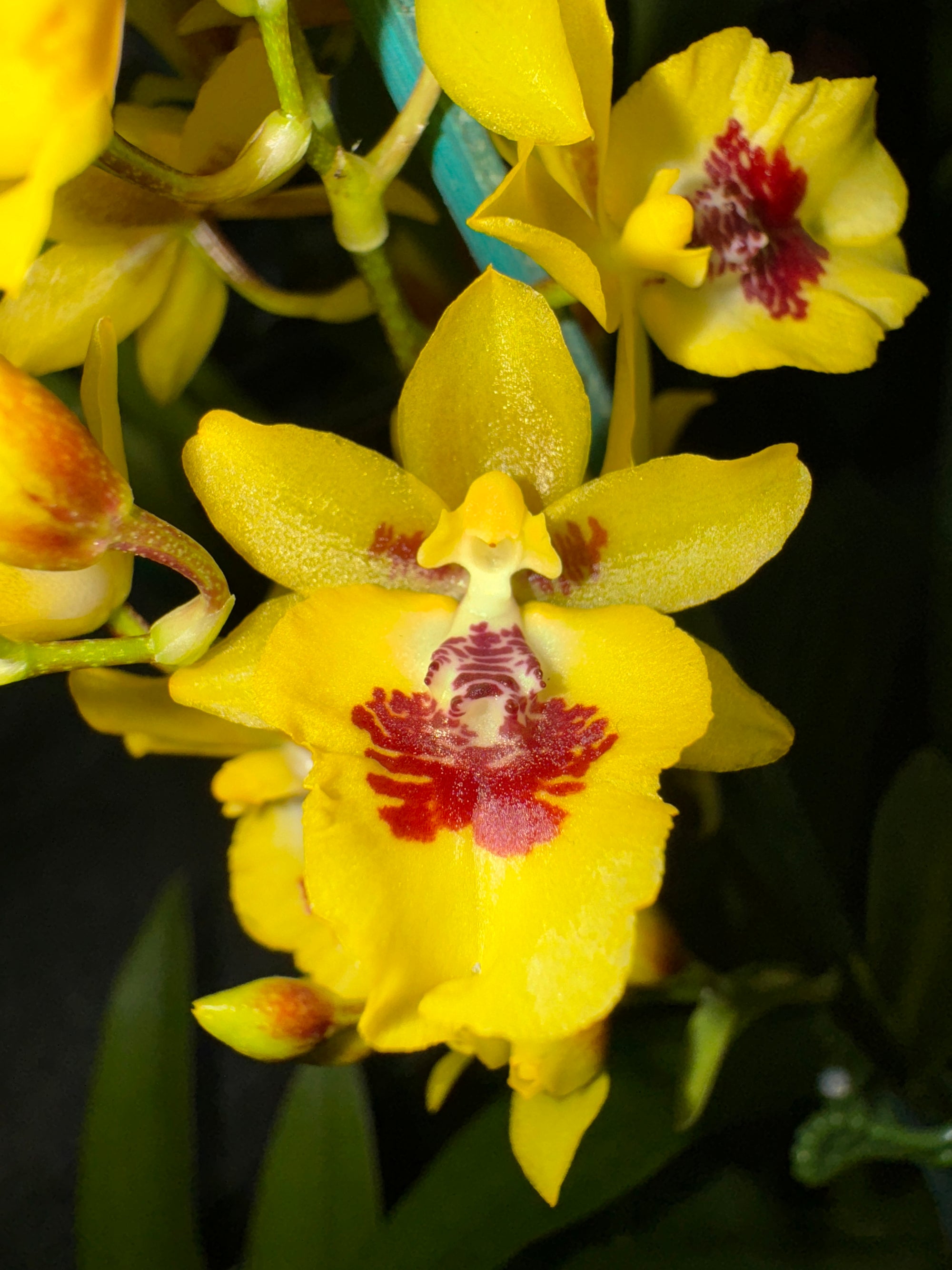 Oncidium Colmanara Btcdm Hwuluduen "Chameleon" One Off Special