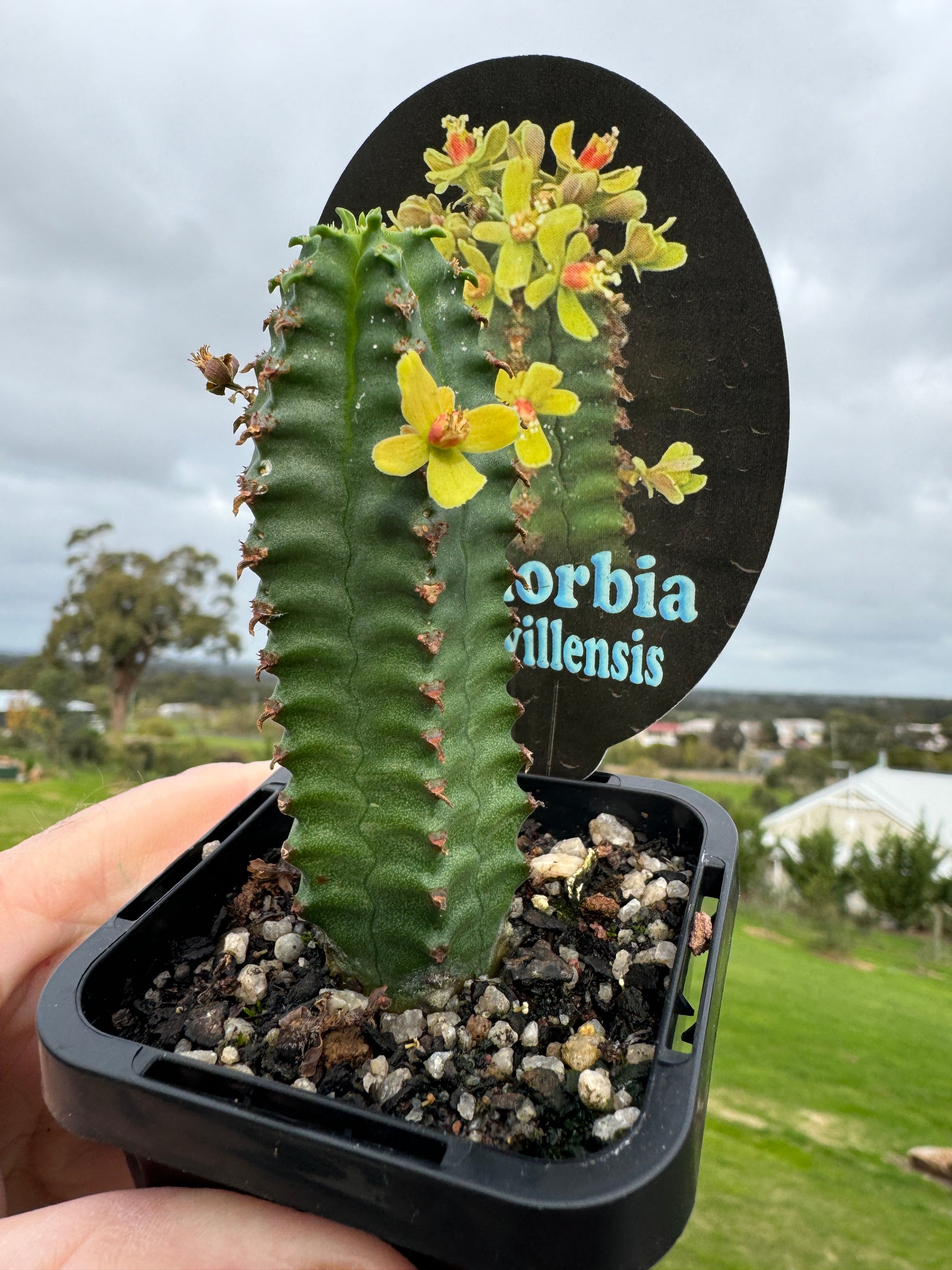 Euphorbia jansenvillensis  (NOT FOR WA)