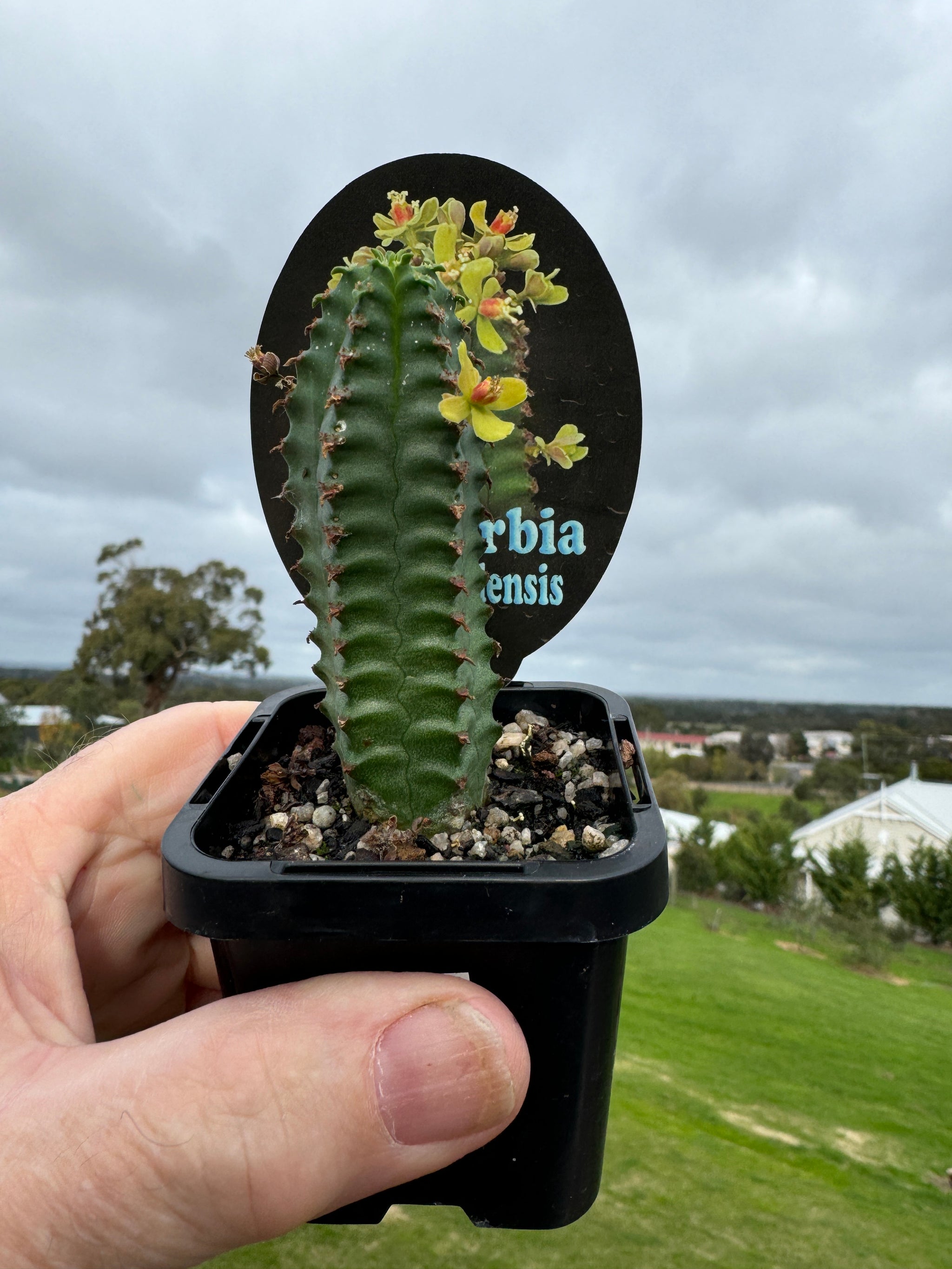 Euphorbia jansenvillensis  (NOT FOR WA)