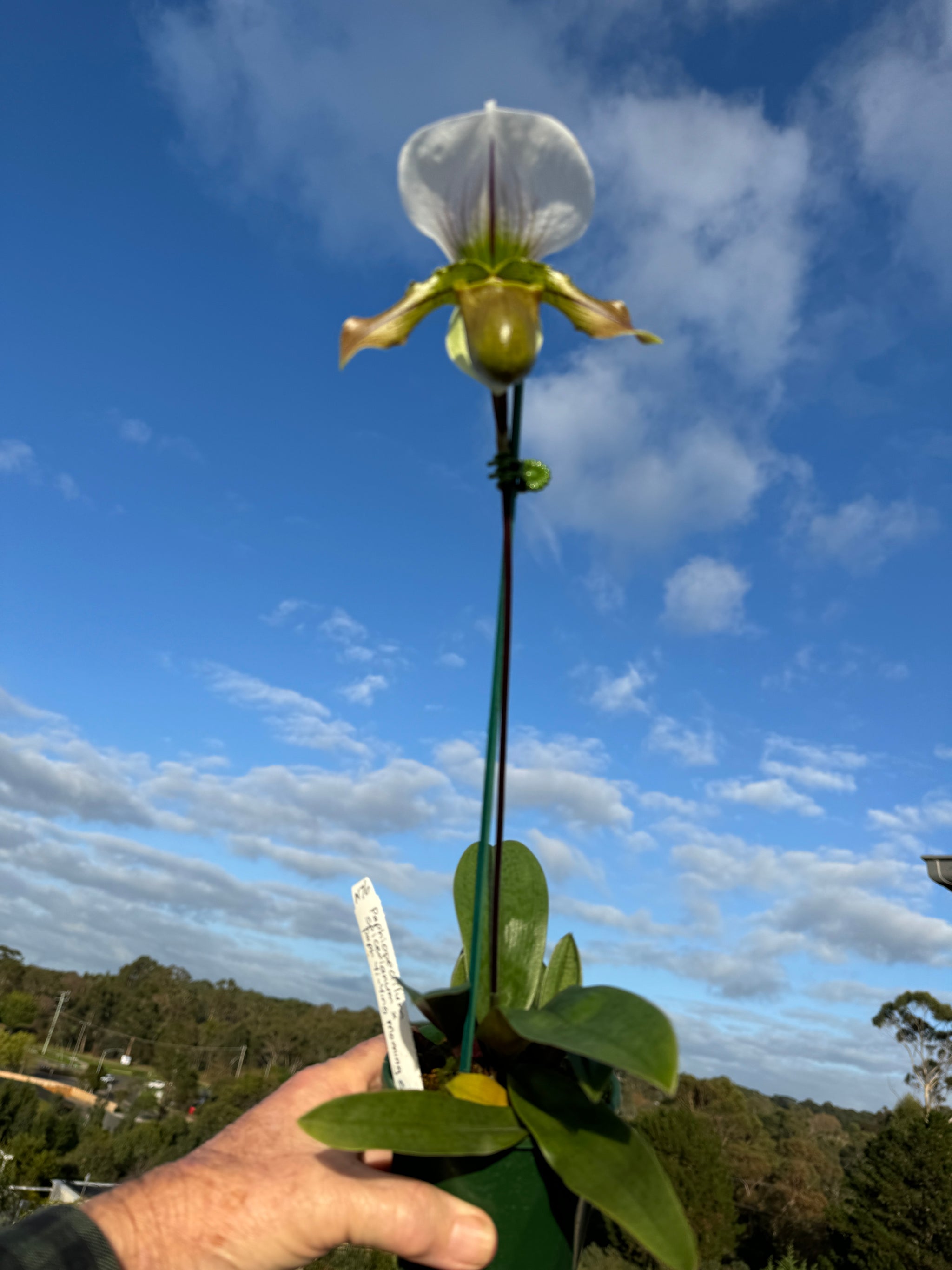 Paphiopedilum spicerianum x Yi Ying'Morning Sun'   as shown #1