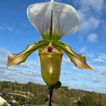 Paphiopedilum spicerianum x Yi Ying'Morning Sun'   as shown #1