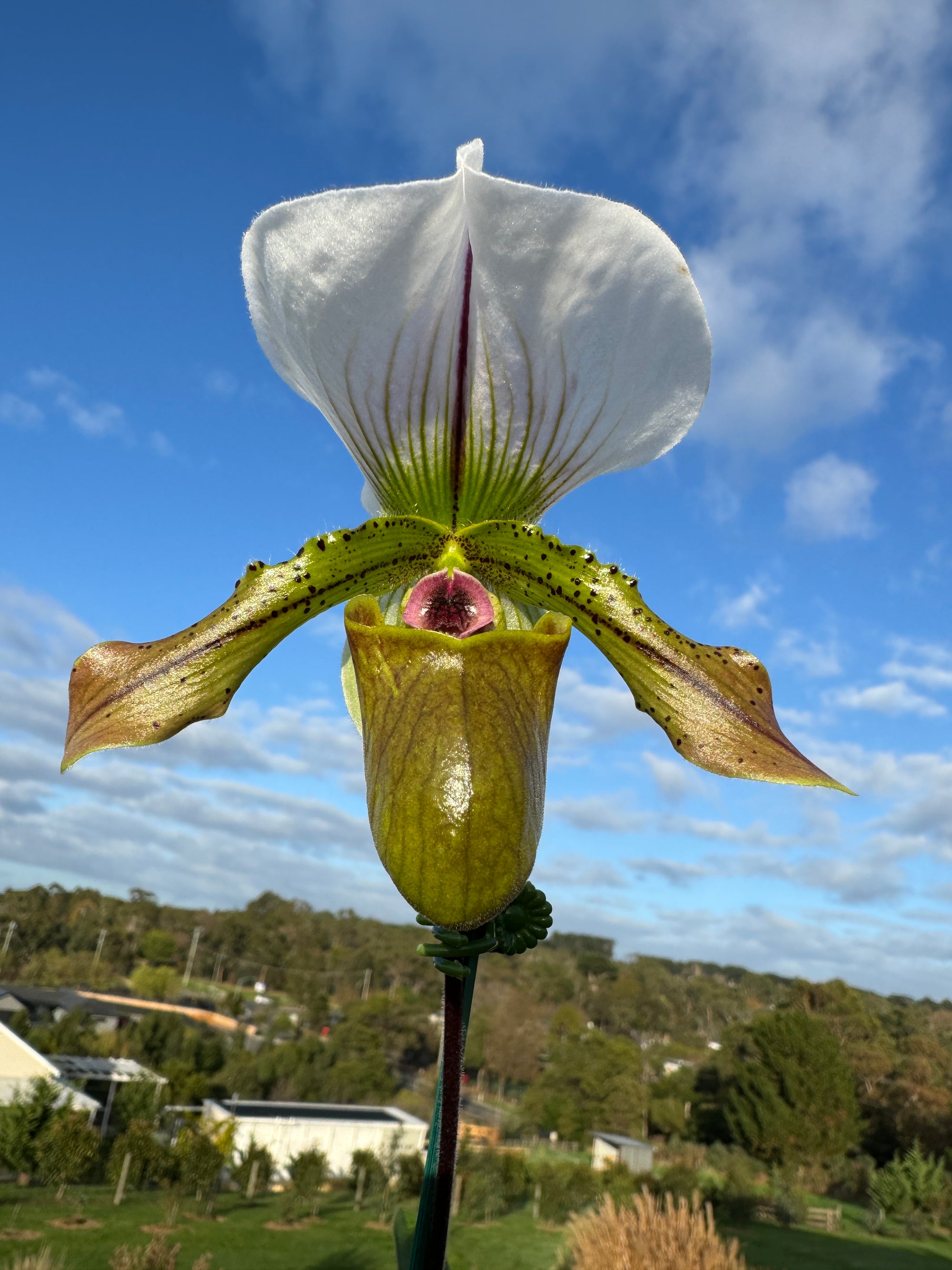 Paphiopedilum spicerianum x Yi Ying'Morning Sun'   as shown #1