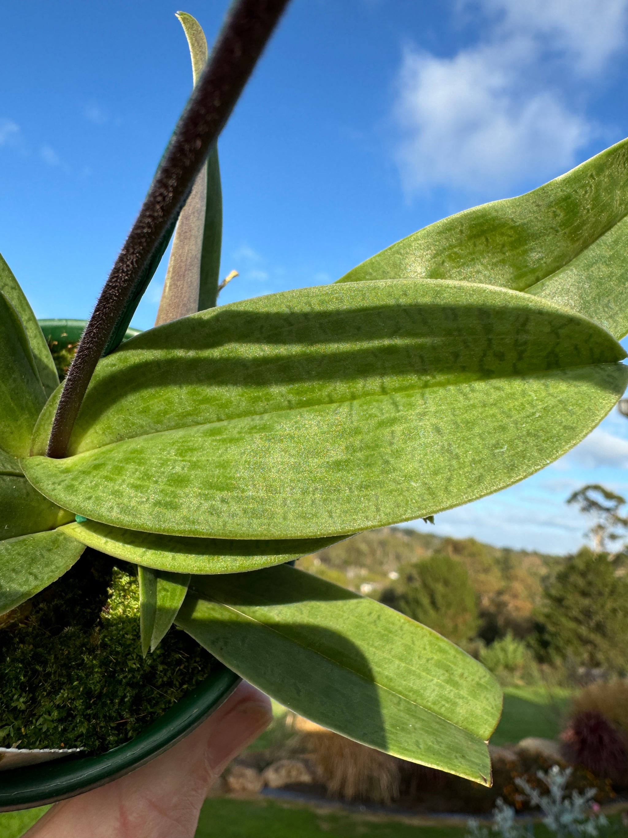 Paphiopedilum spicerianum x Yi Ying'Morning Sun'   as shown #1