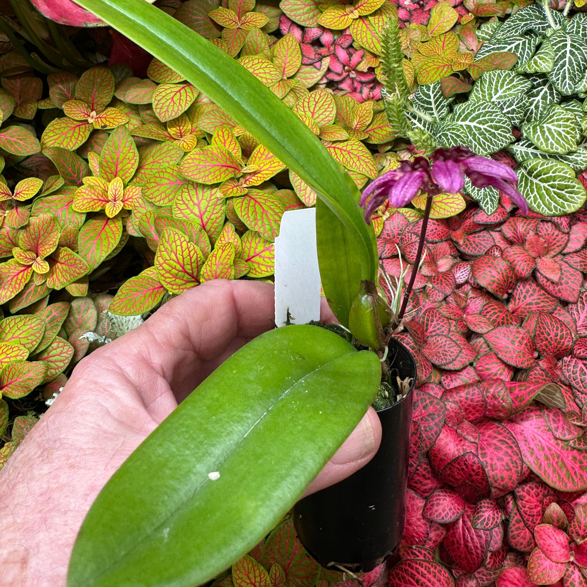 Bulbophyllum corolliferum