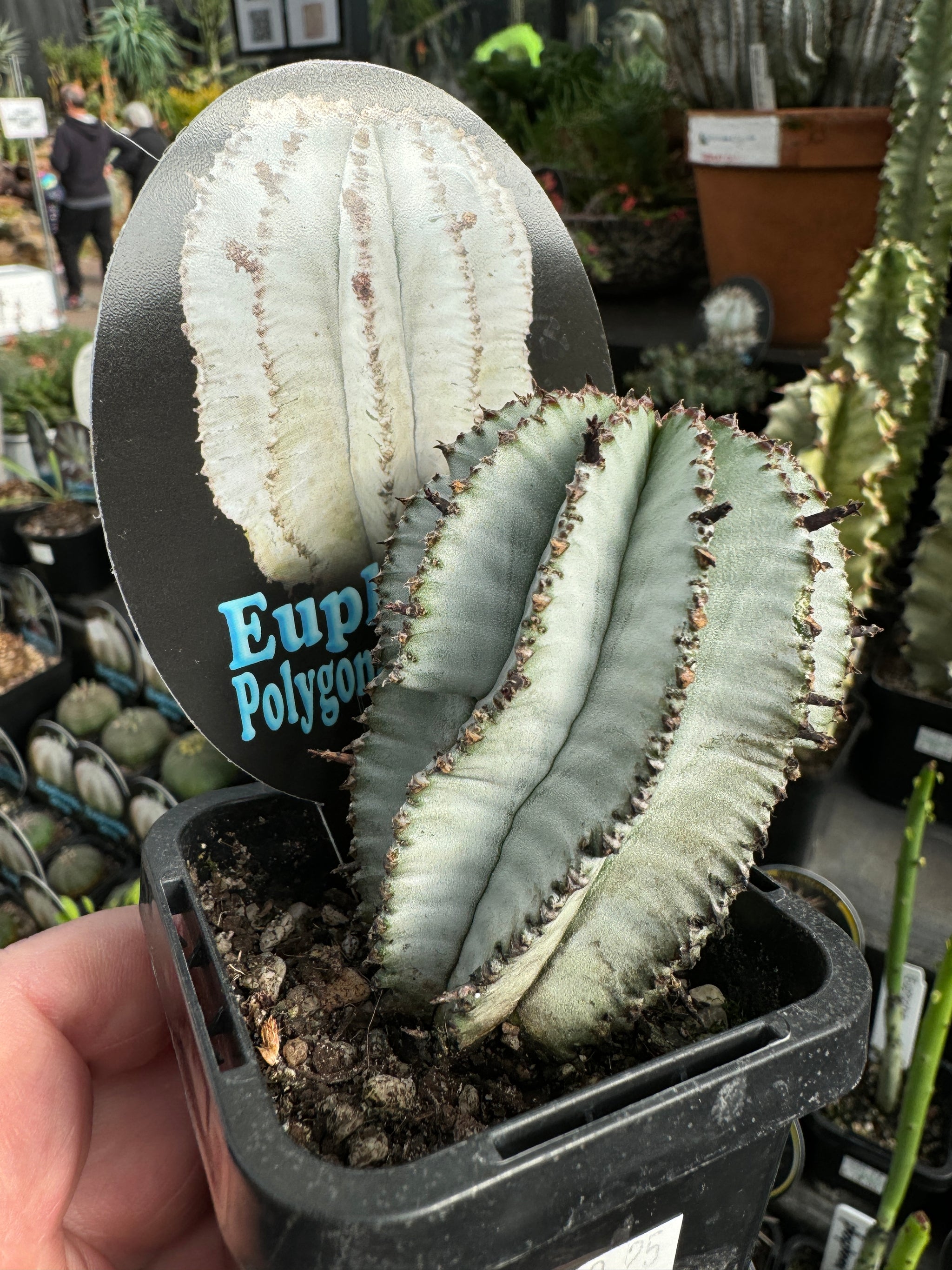 Euphorbia polygona 'Snowflake' (NOT FOR WA)