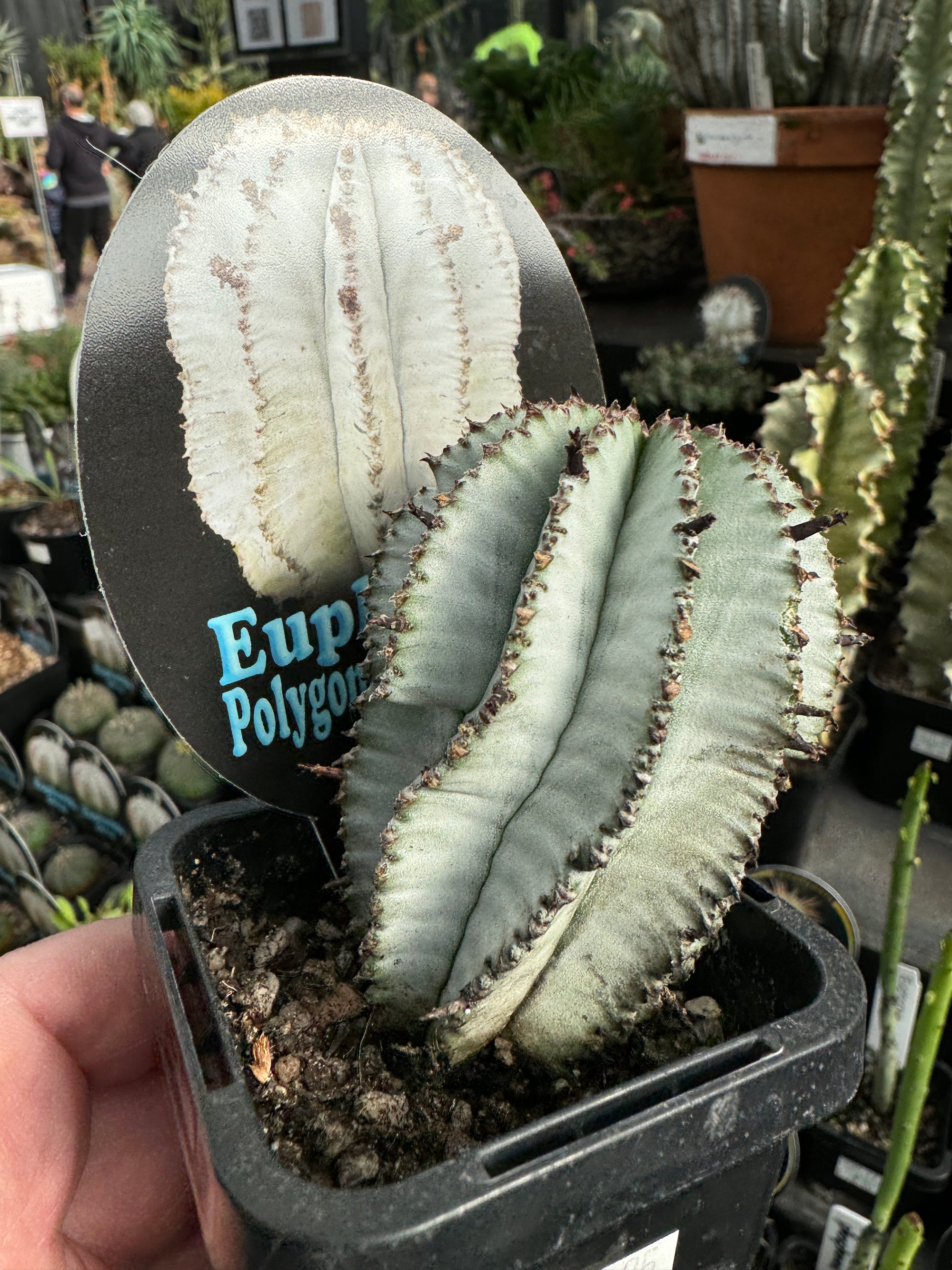 Euphorbia polygona 'Snowflake' (NOT FOR WA)