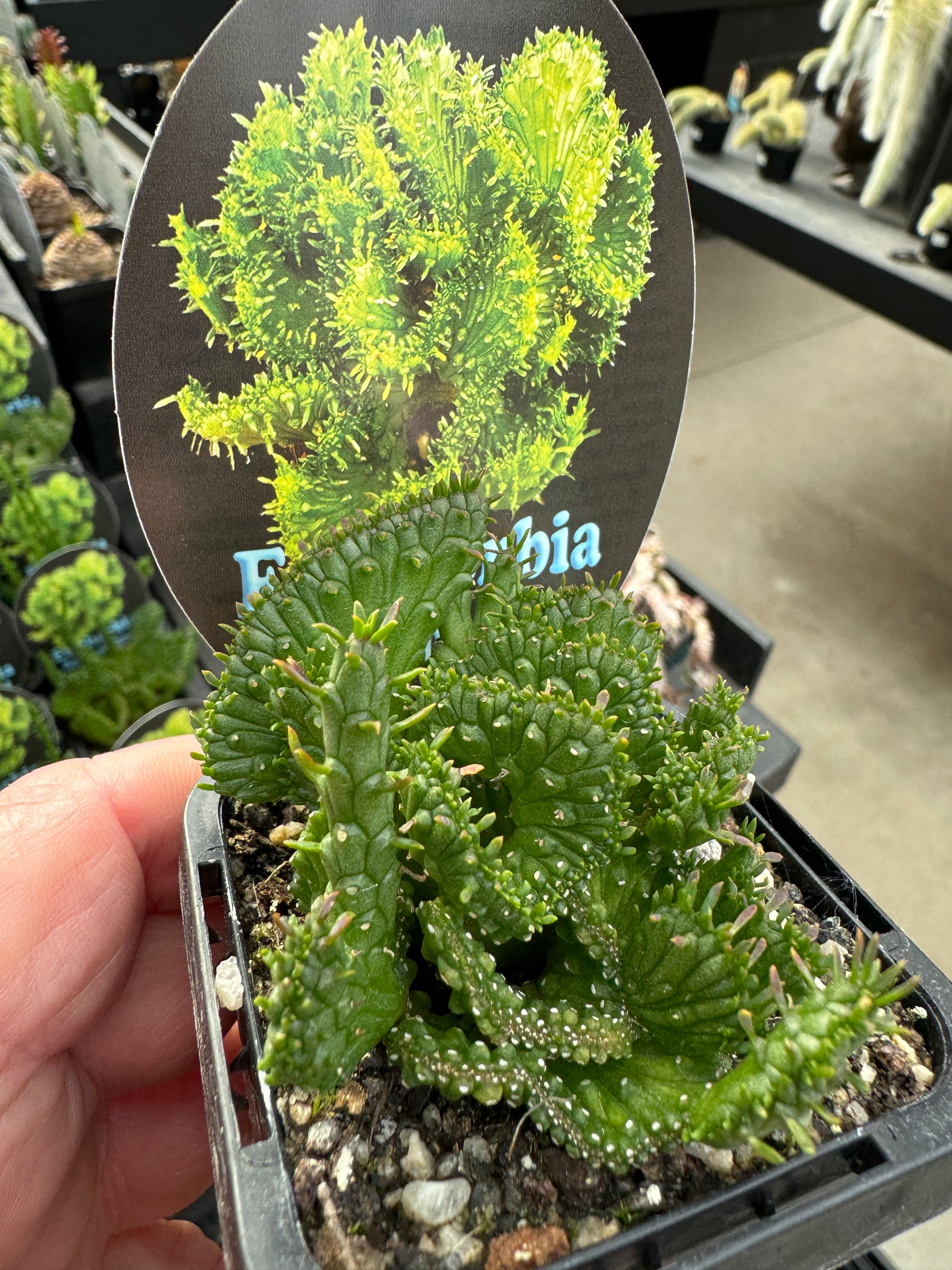 Euphorbia flanaganii crested (NOT FOR WA)