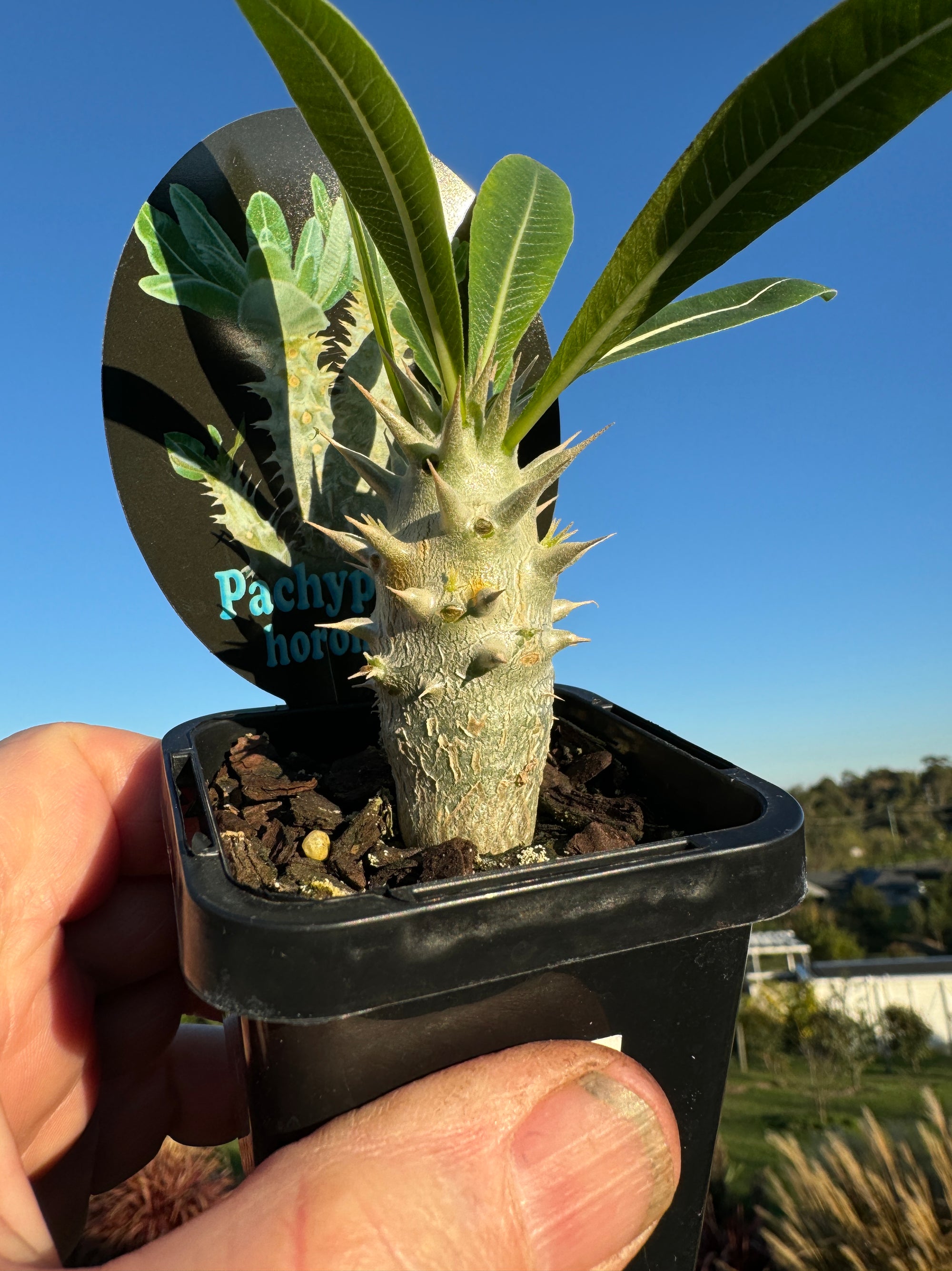 Pachypodium horombense video