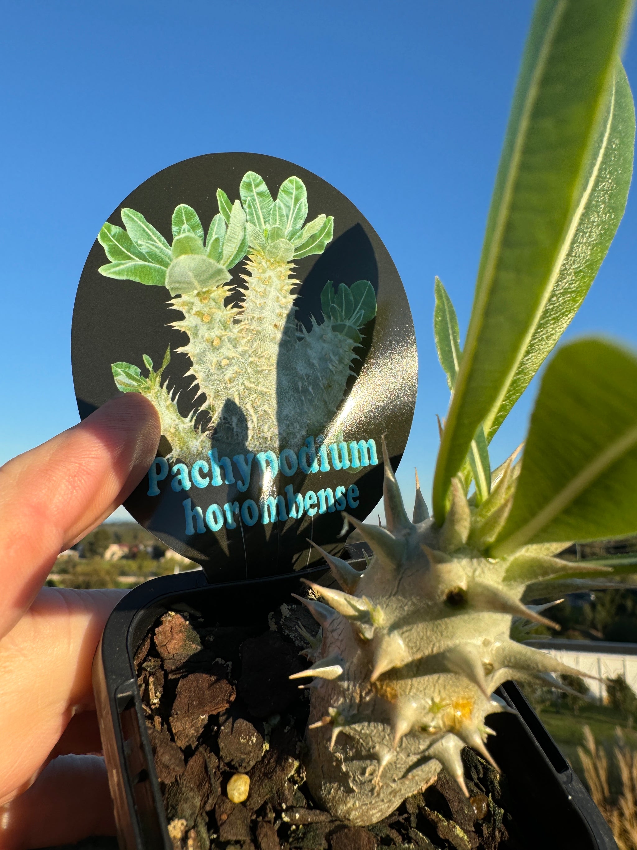 Pachypodium horombense - Compact Madagascar Succulent