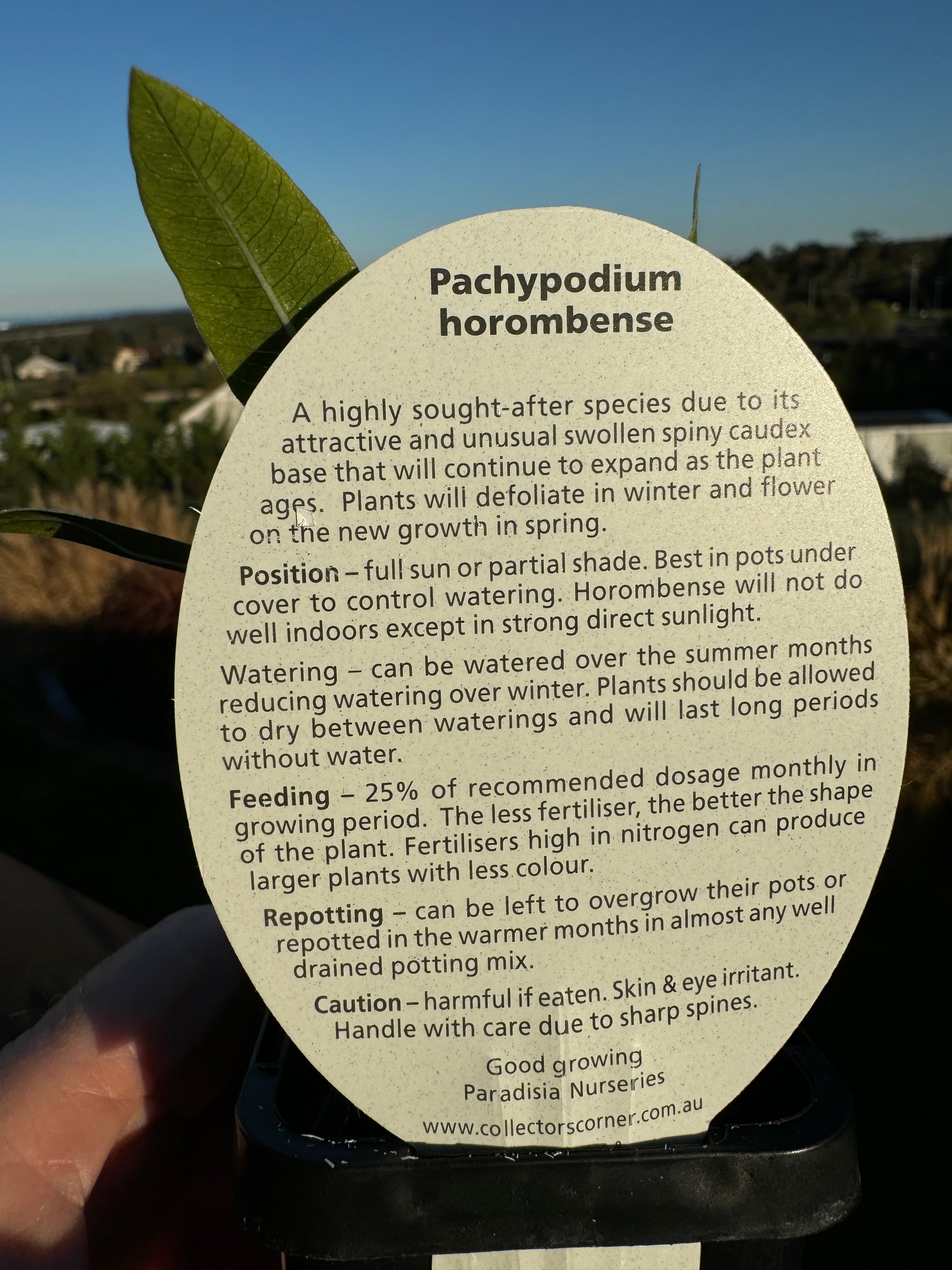 Pachypodium horombense video