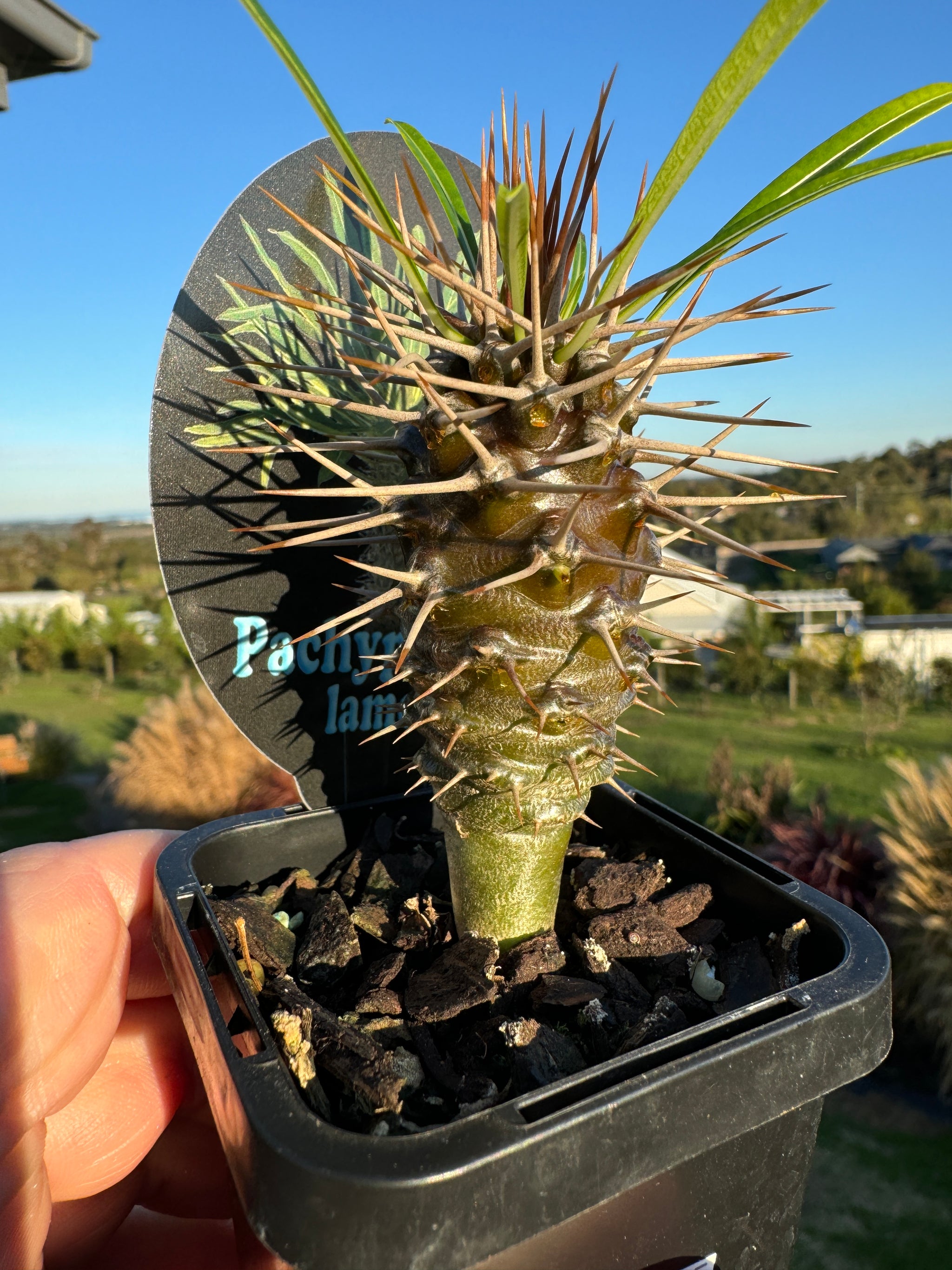 palm cactus plant Pachypodium lamerei – Madagascar Palm – Collectors Online