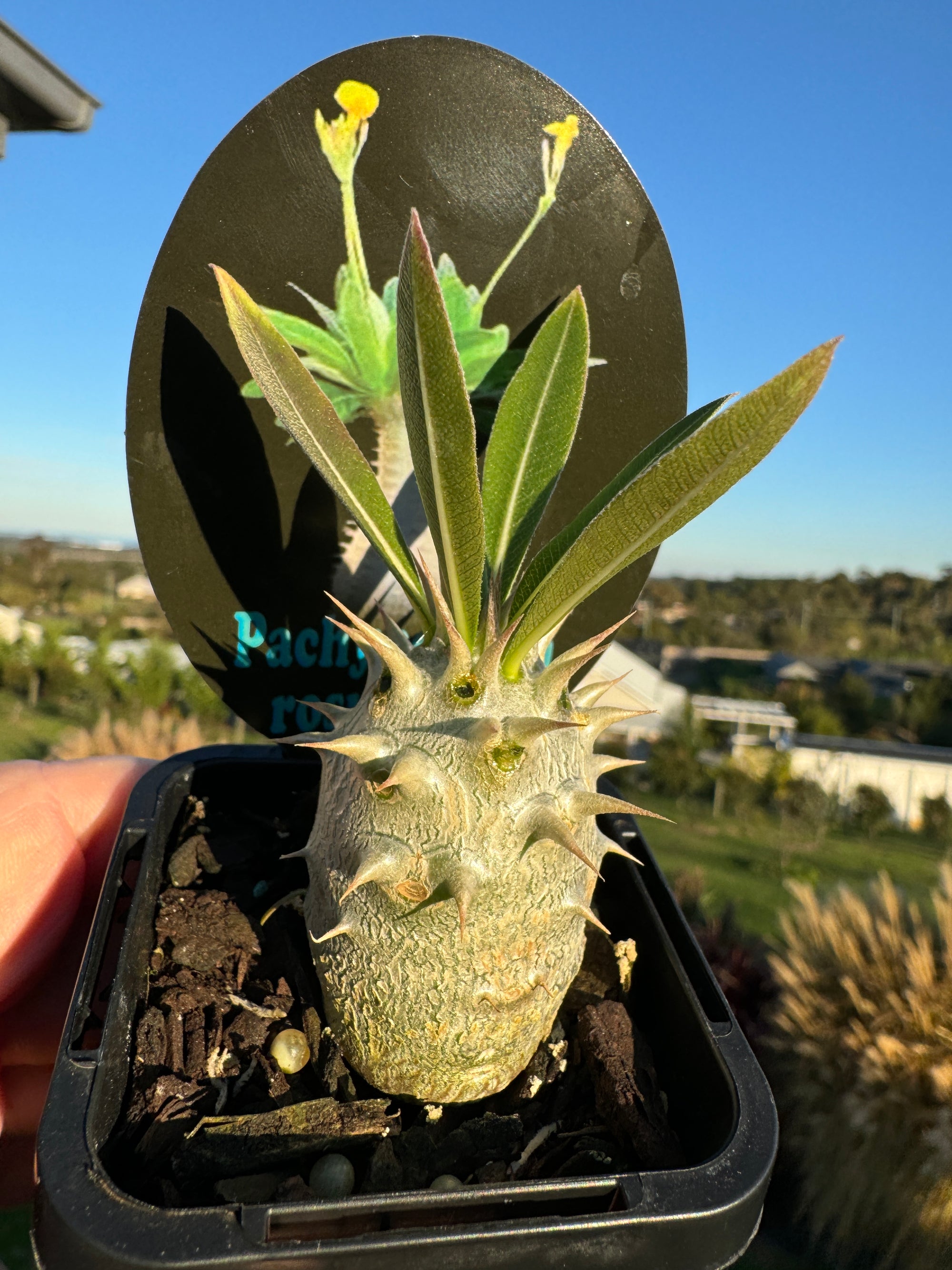 Pachypodium rosulatum