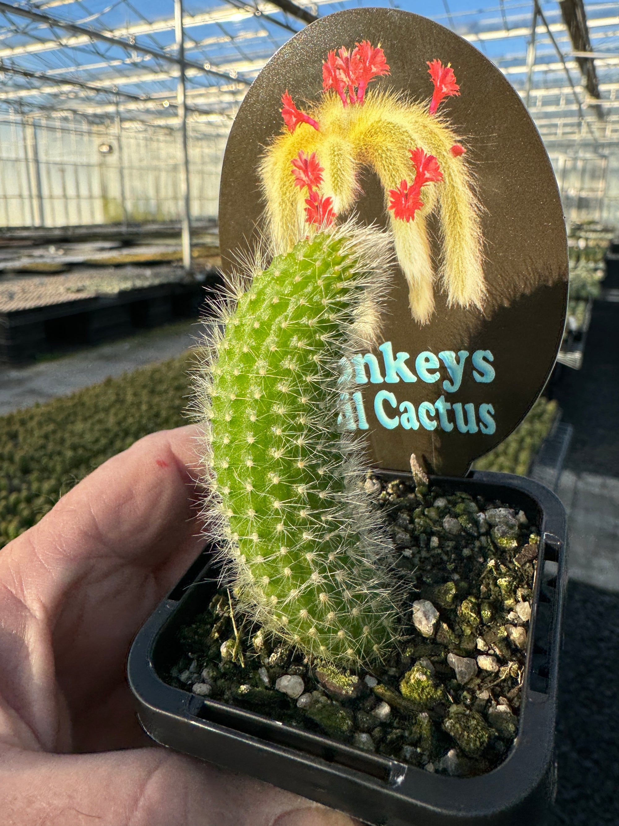 Monkey Tail Cactus Hildewintera colademononis  x 10 plants