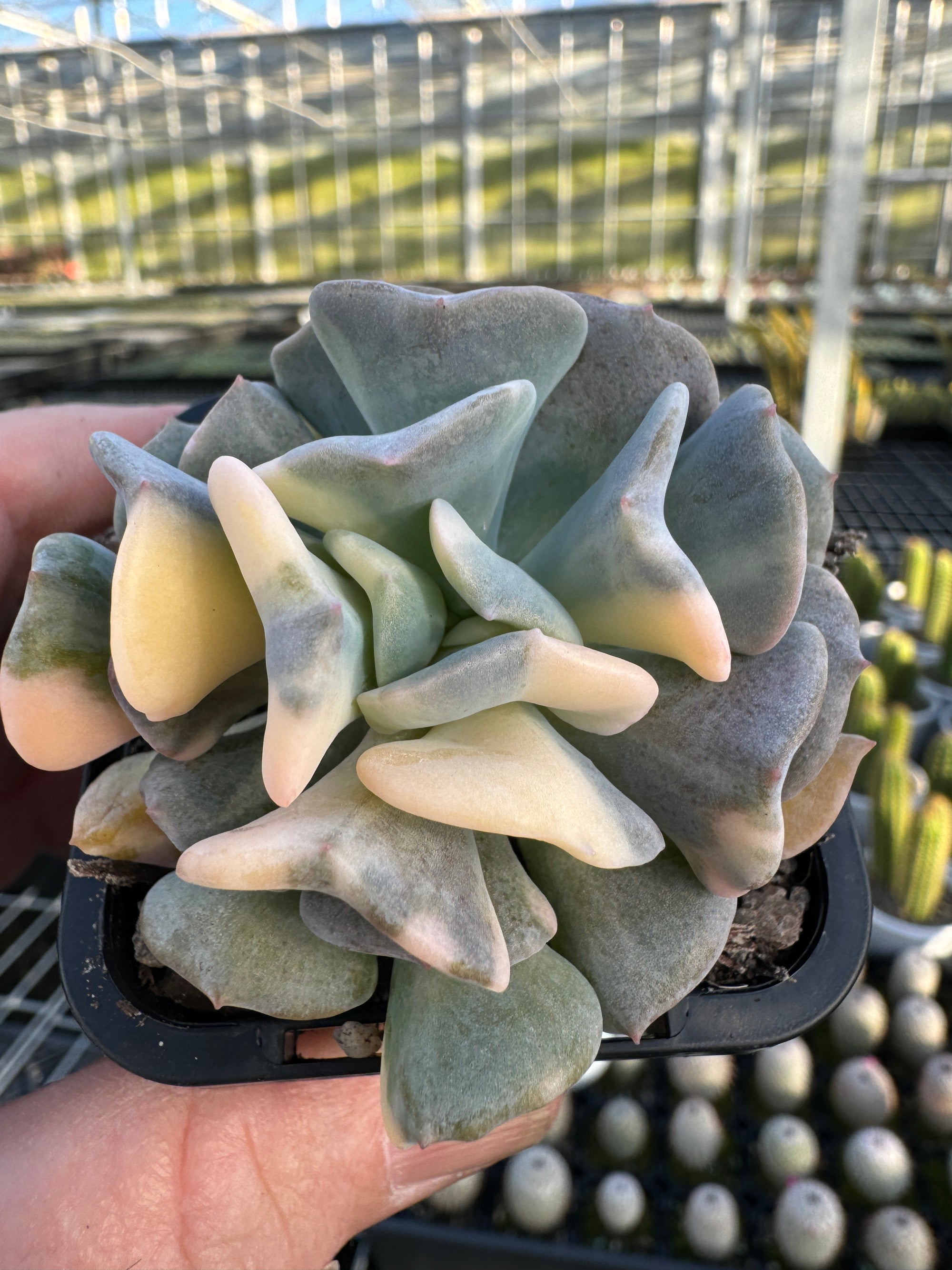 Echeveria 'Cubic Frost Variegata'