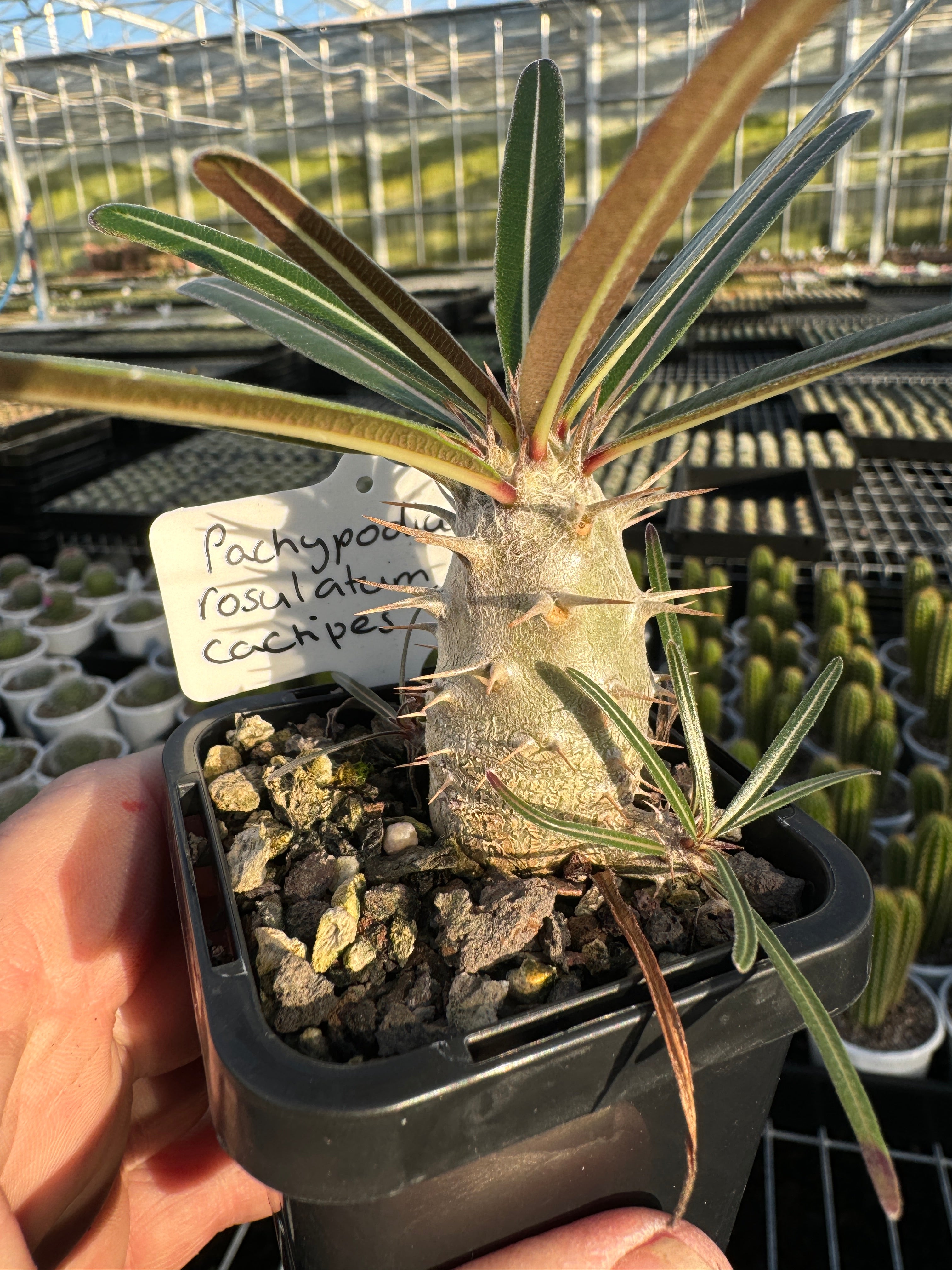 Pachypodium rosulatum subsp. makayense パキポディウム マカイエンセ 魔界玉 花、園芸