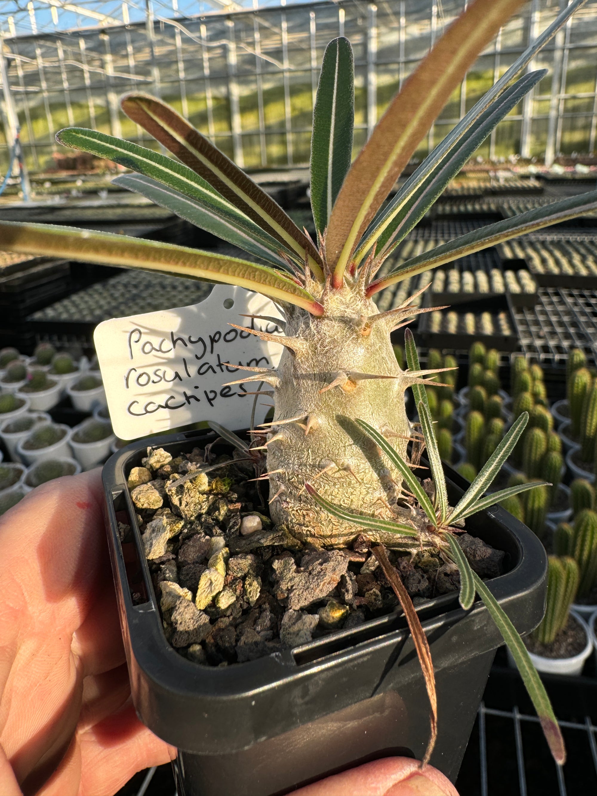 Pachypodium rosulatum subsp. cactipes