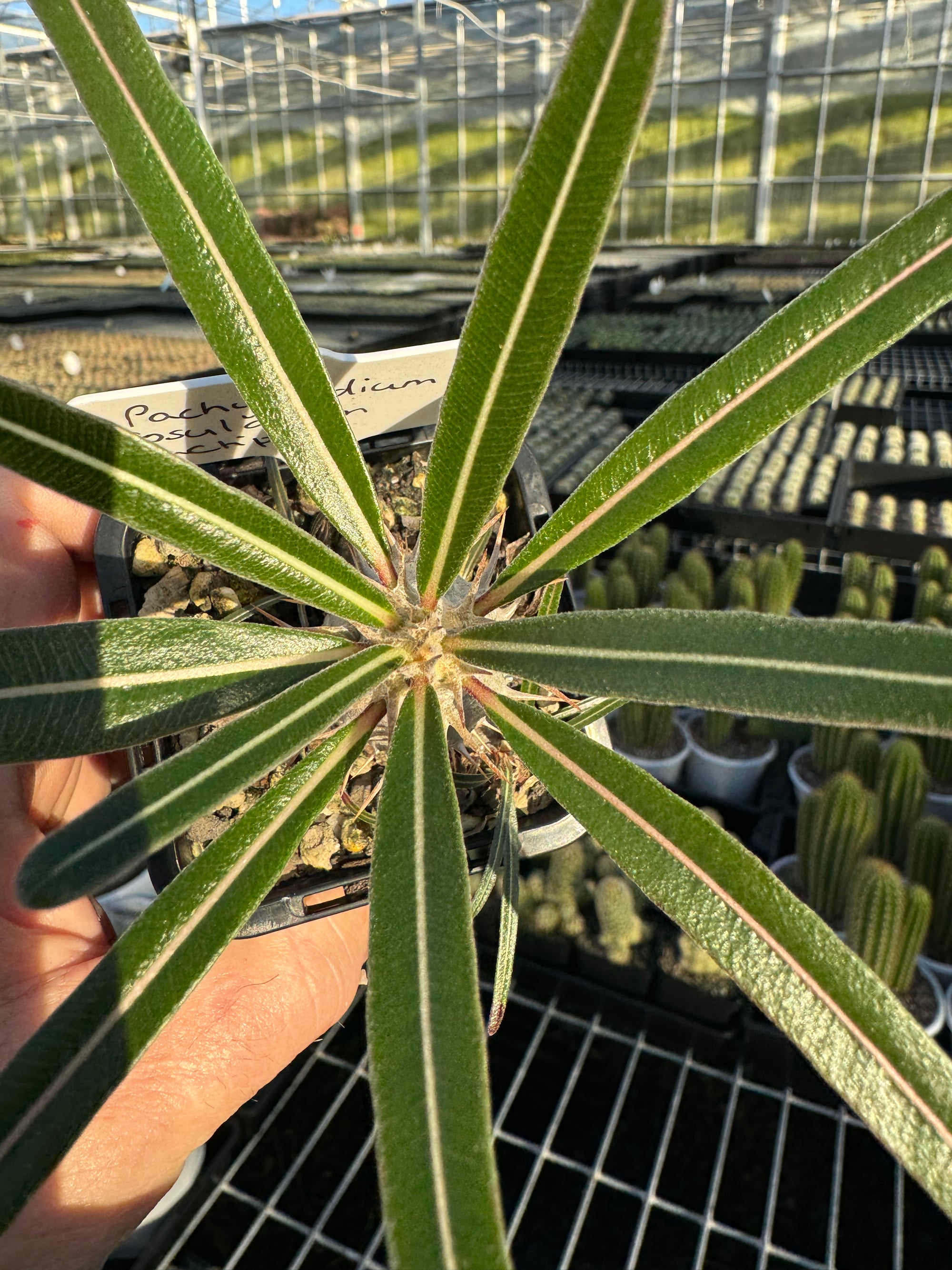 Pachypodium rosulatum subsp. cactipes