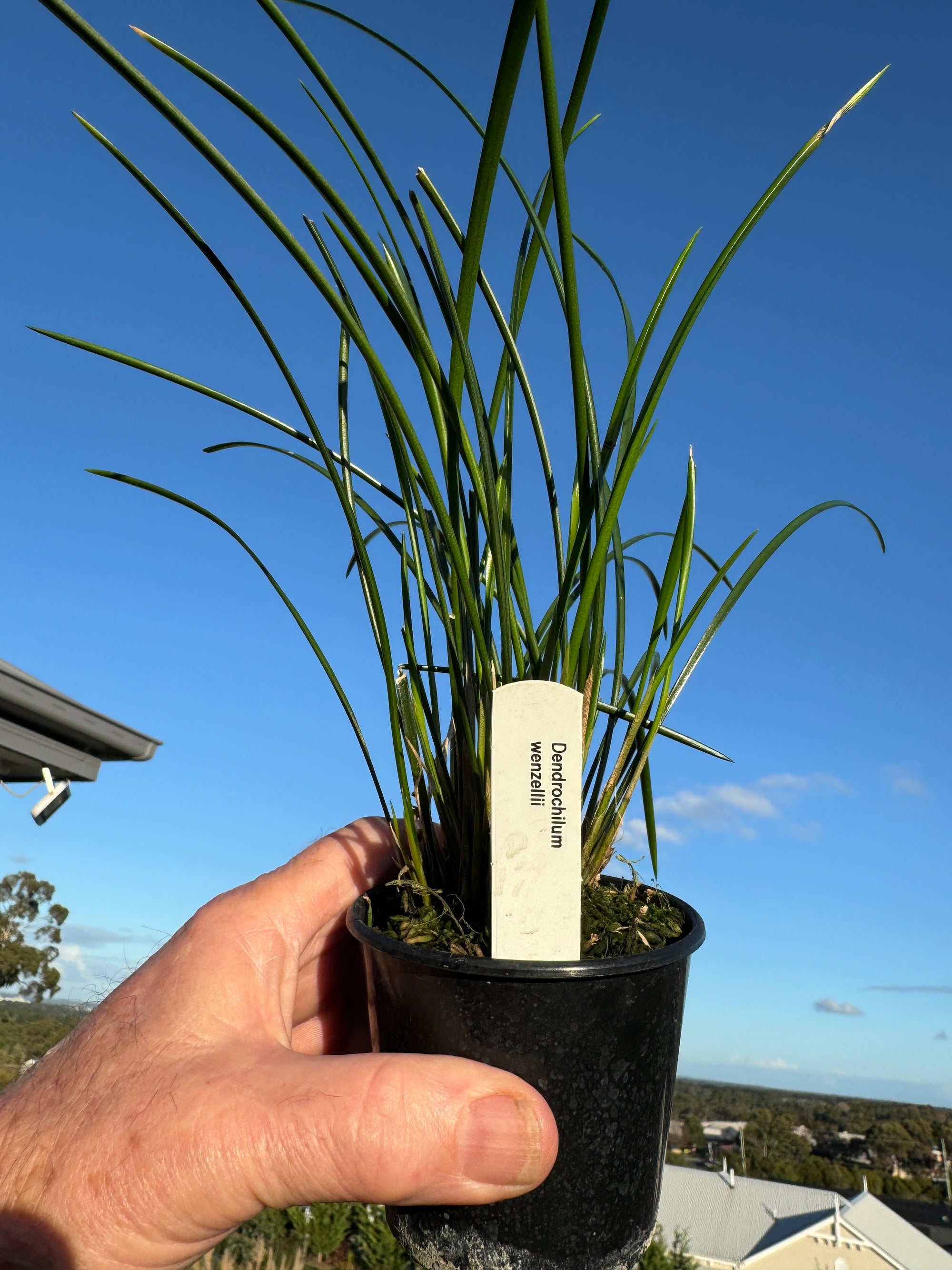 Dendrochilum wenzallii - The Red Zipper Orchid