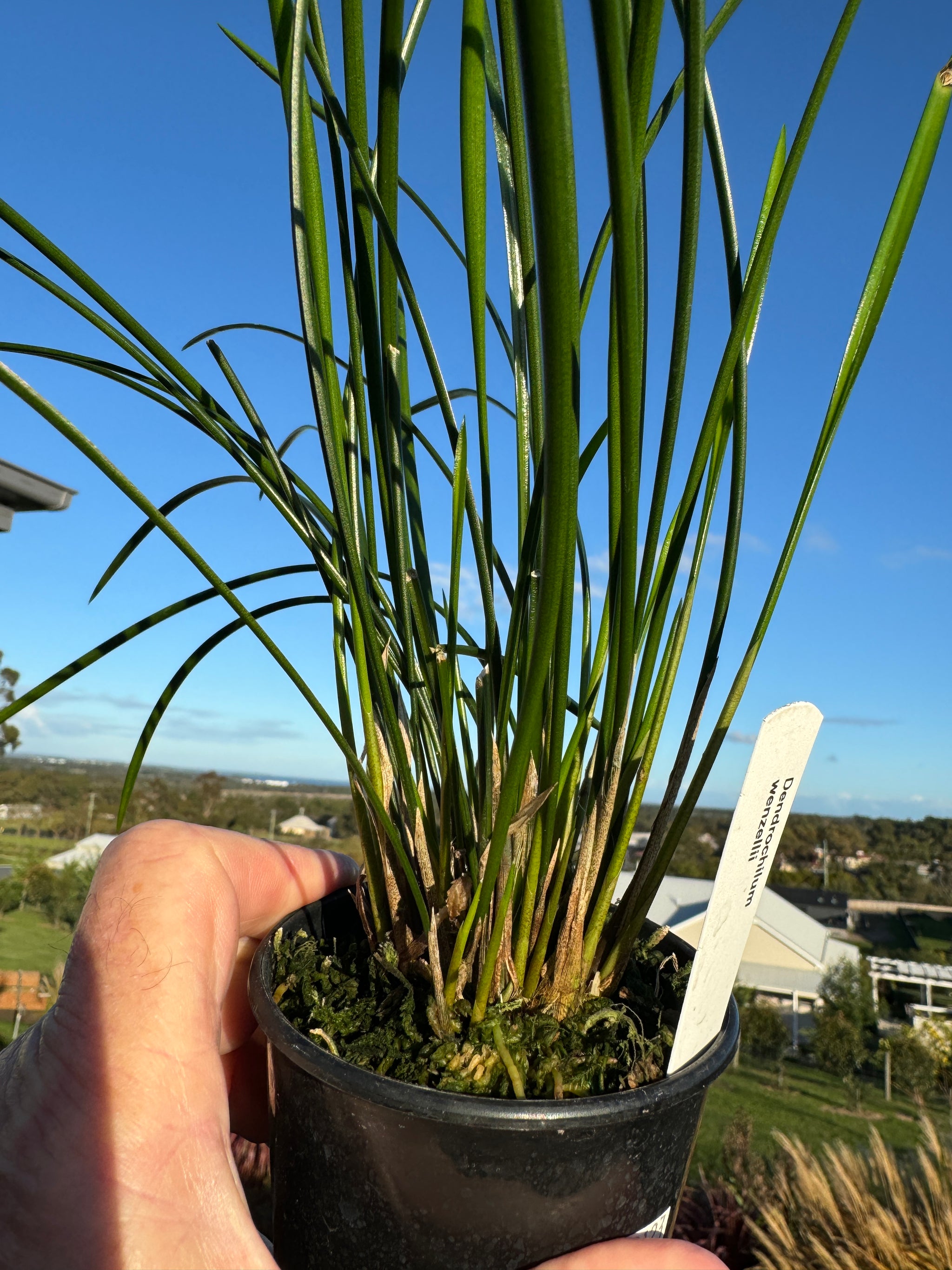 Dendrochilum wenzallii - The Red Zipper Orchid