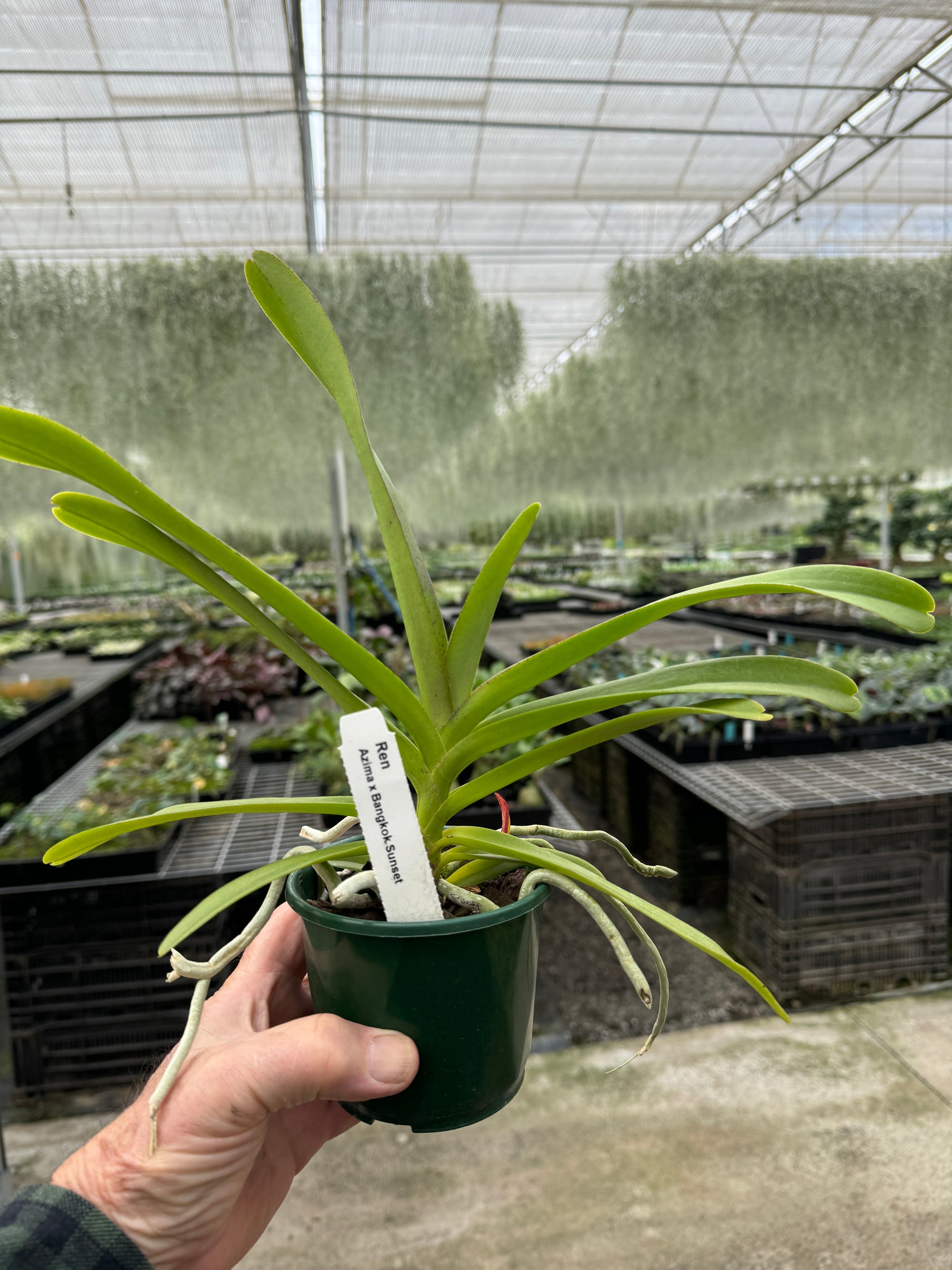 Vanda Allience Orchid   Azima x Bangkok Sunset