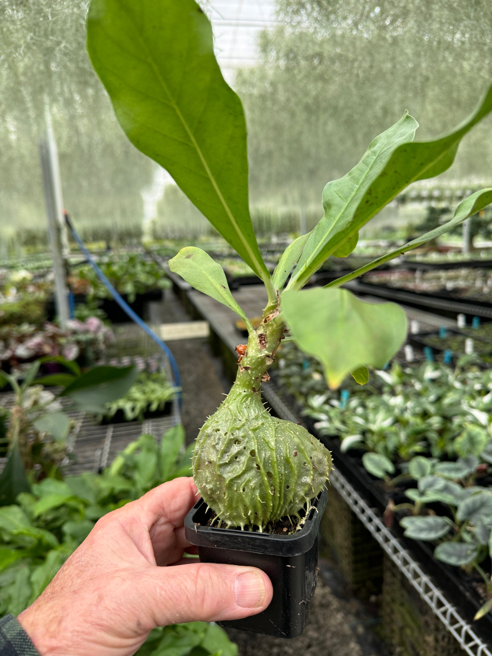 Myrmecodia tuberosa large Ant Plant