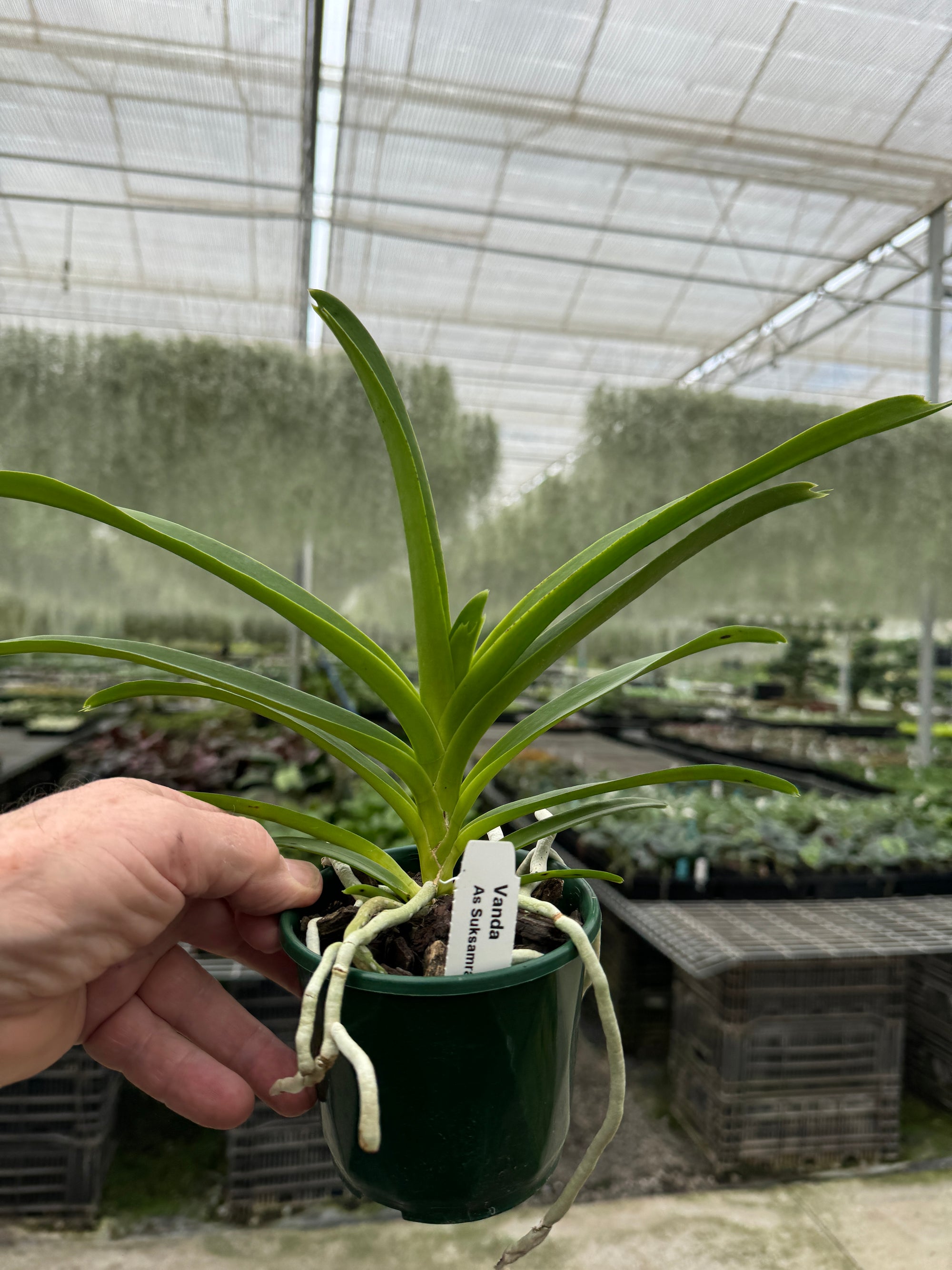 Vanda Allience Ascda. (Suksamran Gold x Yellow Spotted)