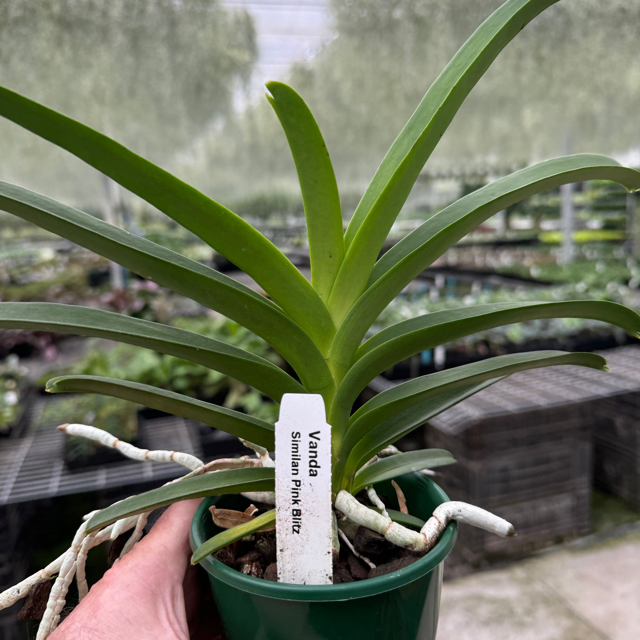 Vanda Allience Orchid (Similam x Blitz) 'Pink'