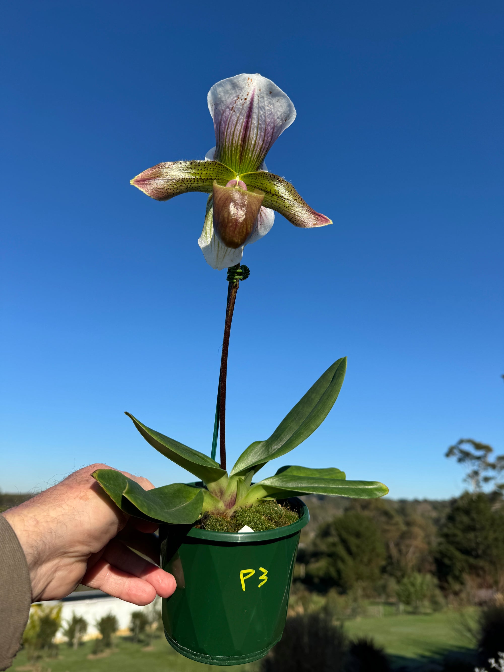 Paphiopedilum spicerianum x Yi Ying'Morning Sun'   #P3