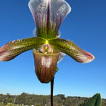 Paphiopedilum spicerianum x Yi Ying'Morning Sun'   #P3