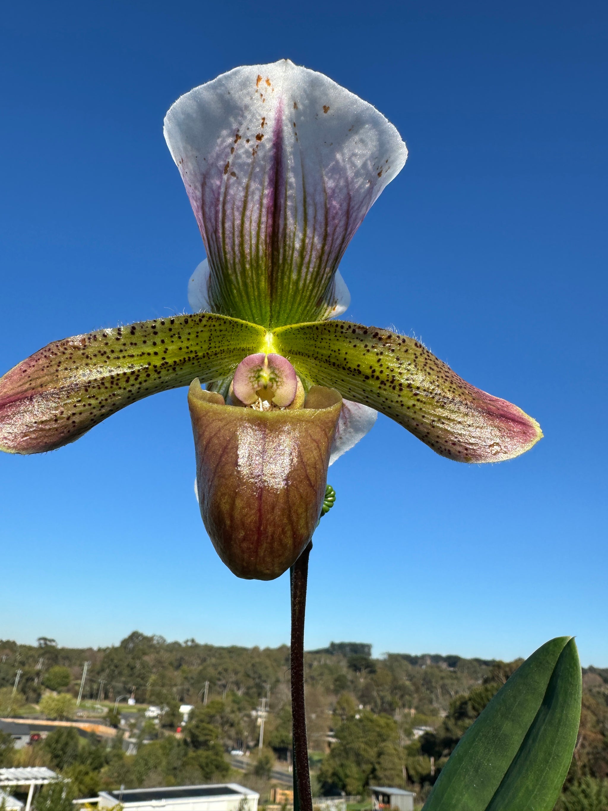 Paphiopedilum spicerianum x Yi Ying'Morning Sun'   #P3