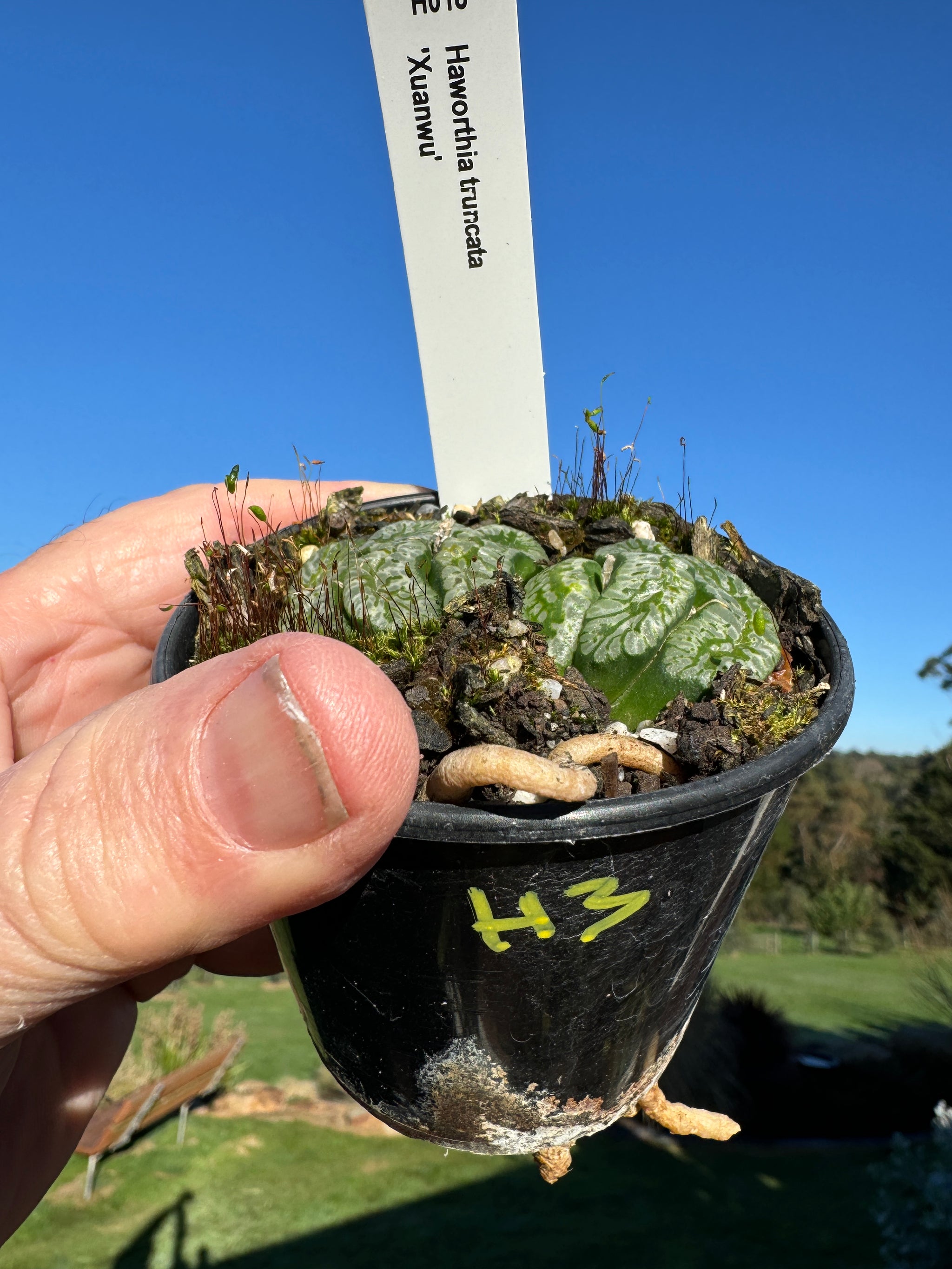 Haworthia truncata 'Xuanwu' 80mm Pot One only H3