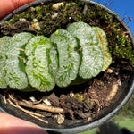 Haworthia truncata 'Xuanwu' 80mm Pot One only H3