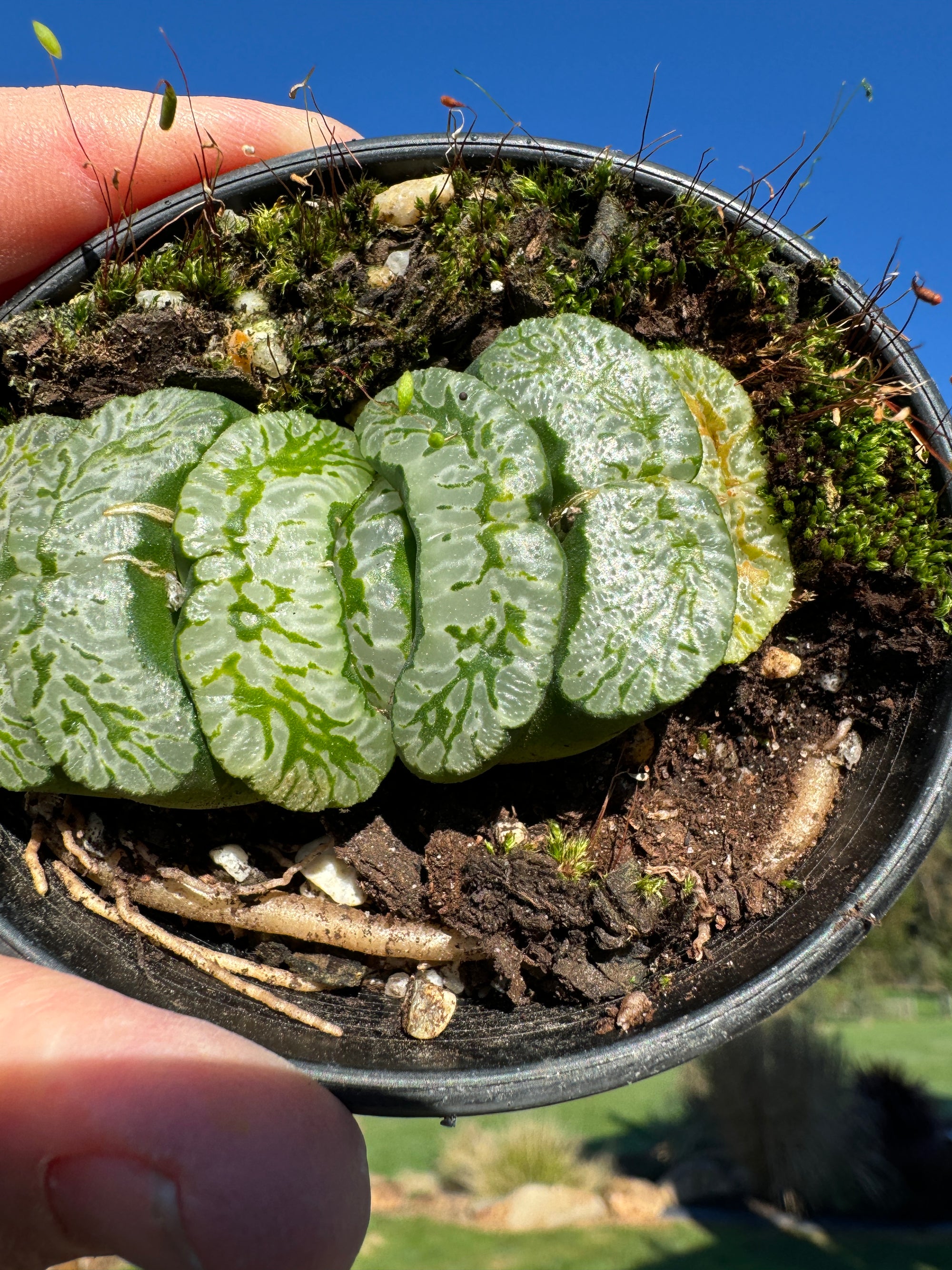 Haworthia truncata 'Xuanwu' 80mm Pot One only H3