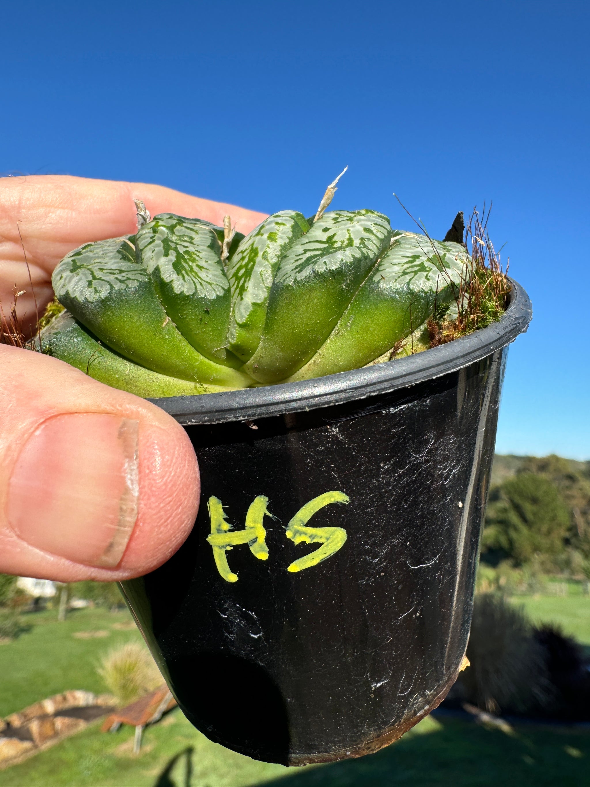 Haworthia truncata 'Xuanwu' 80mm Pot One only H5