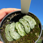 Haworthia truncata 'Xuanwu' 80mm Pot One only H6