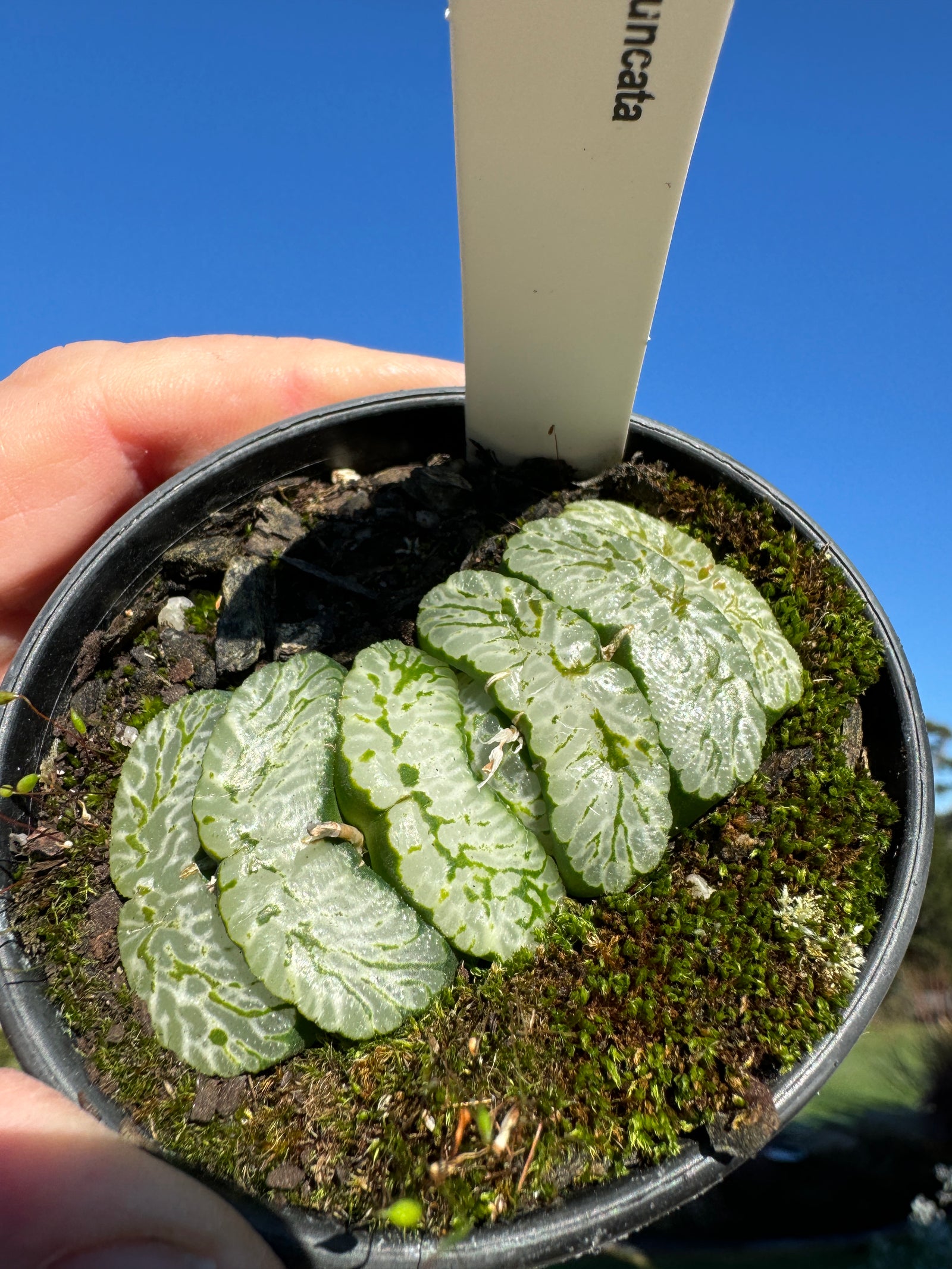 Haworthia truncata 'Xuanwu' 80mm Pot One only H6