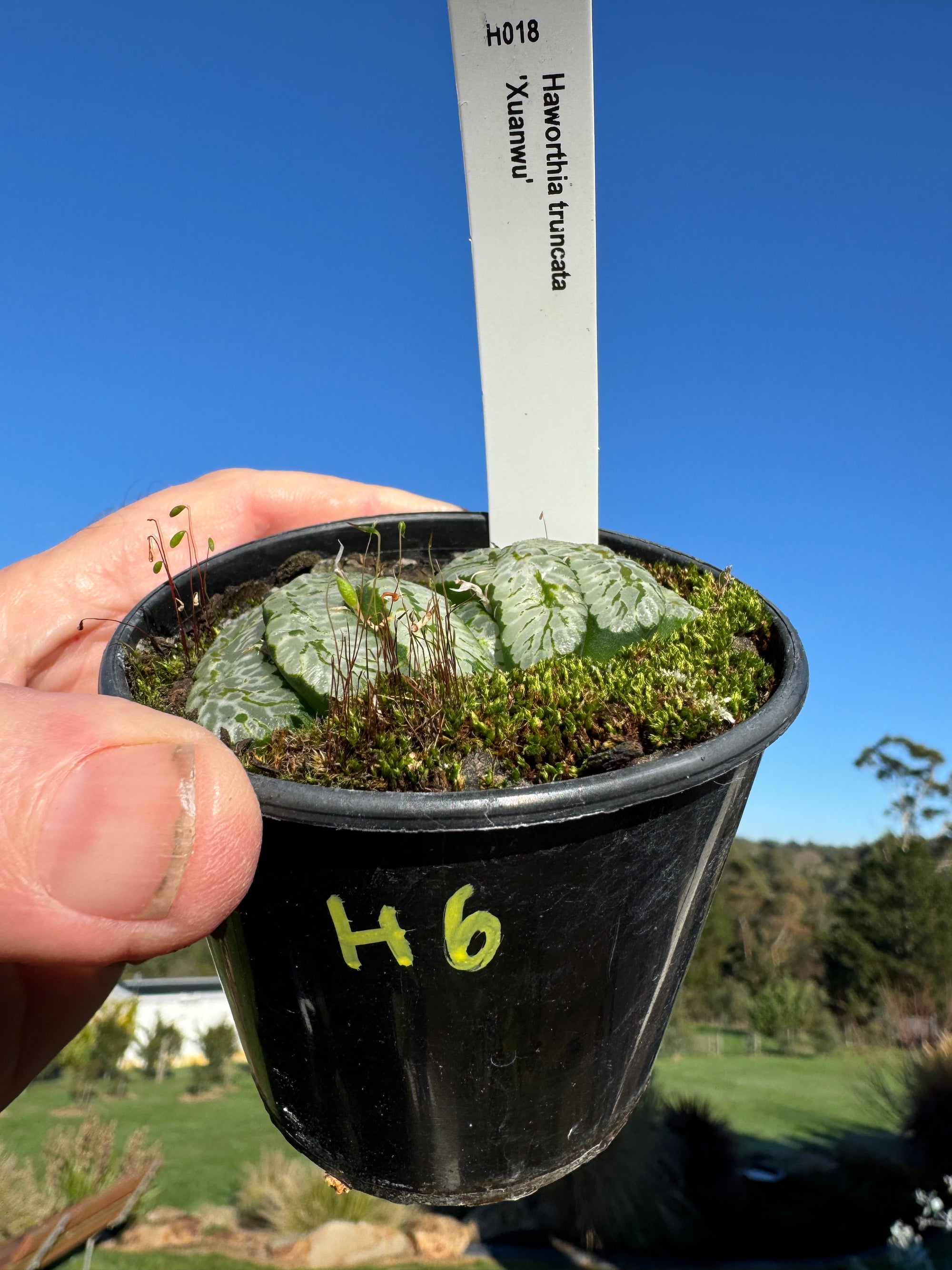 Haworthia truncata 'Xuanwu' 80mm Pot One only H6