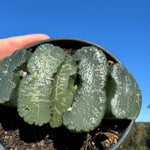 Haworthia truncata  80mm Pot One only H7