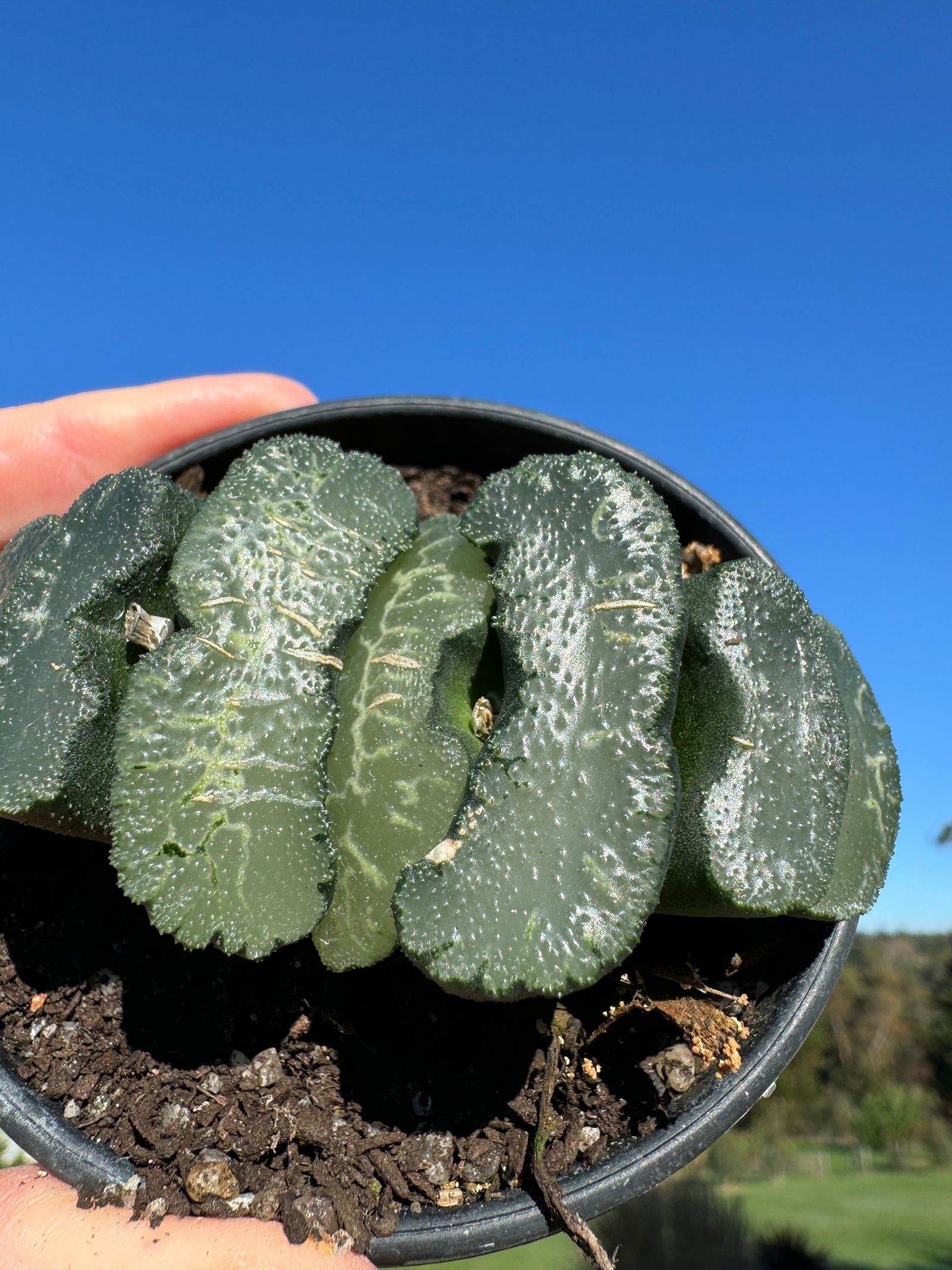 Haworthia truncata  80mm Pot One only H7