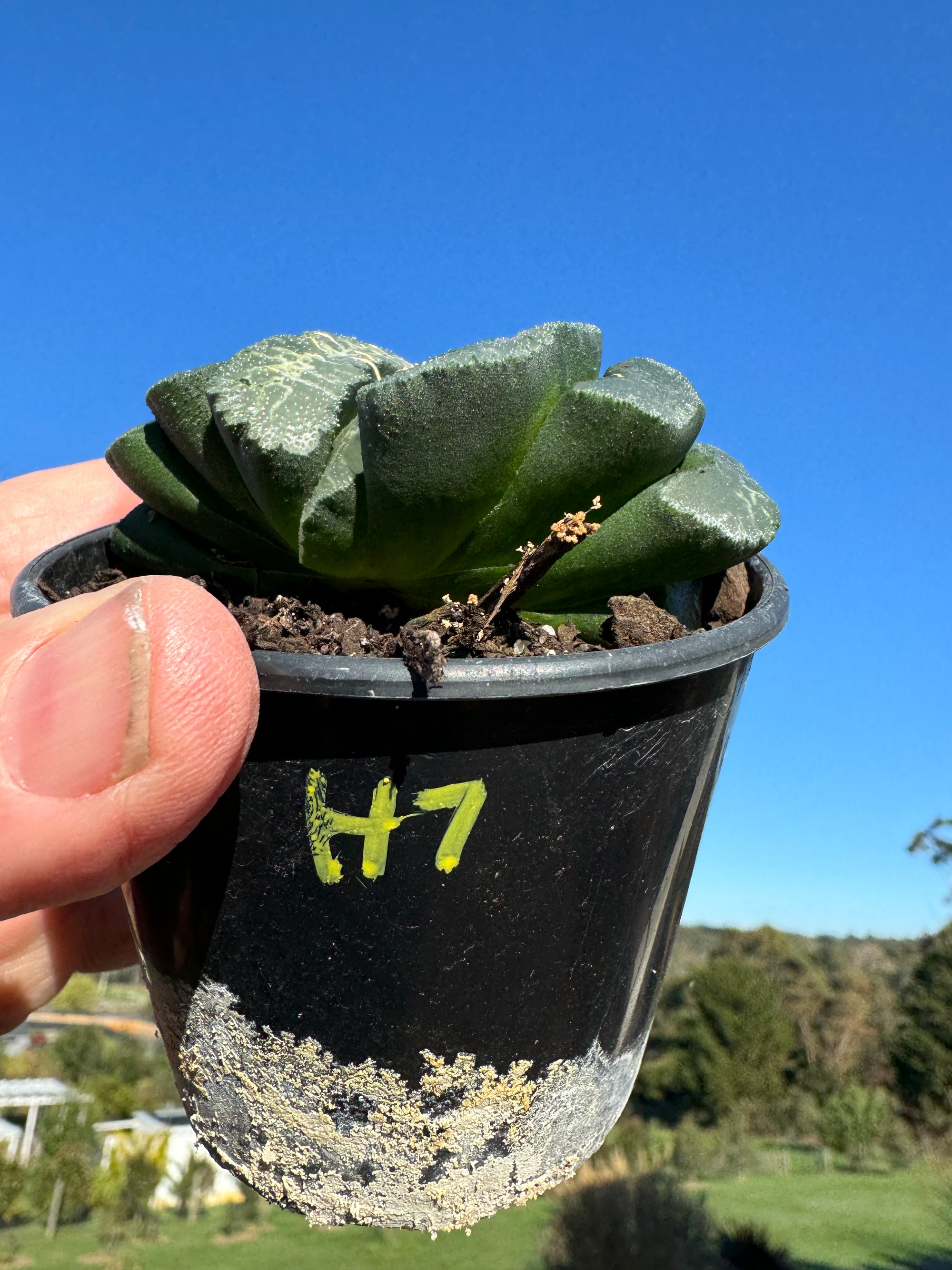 Haworthia truncata  80mm Pot One only H7