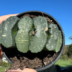 Haworthia truncata  80mm Pot One only H8