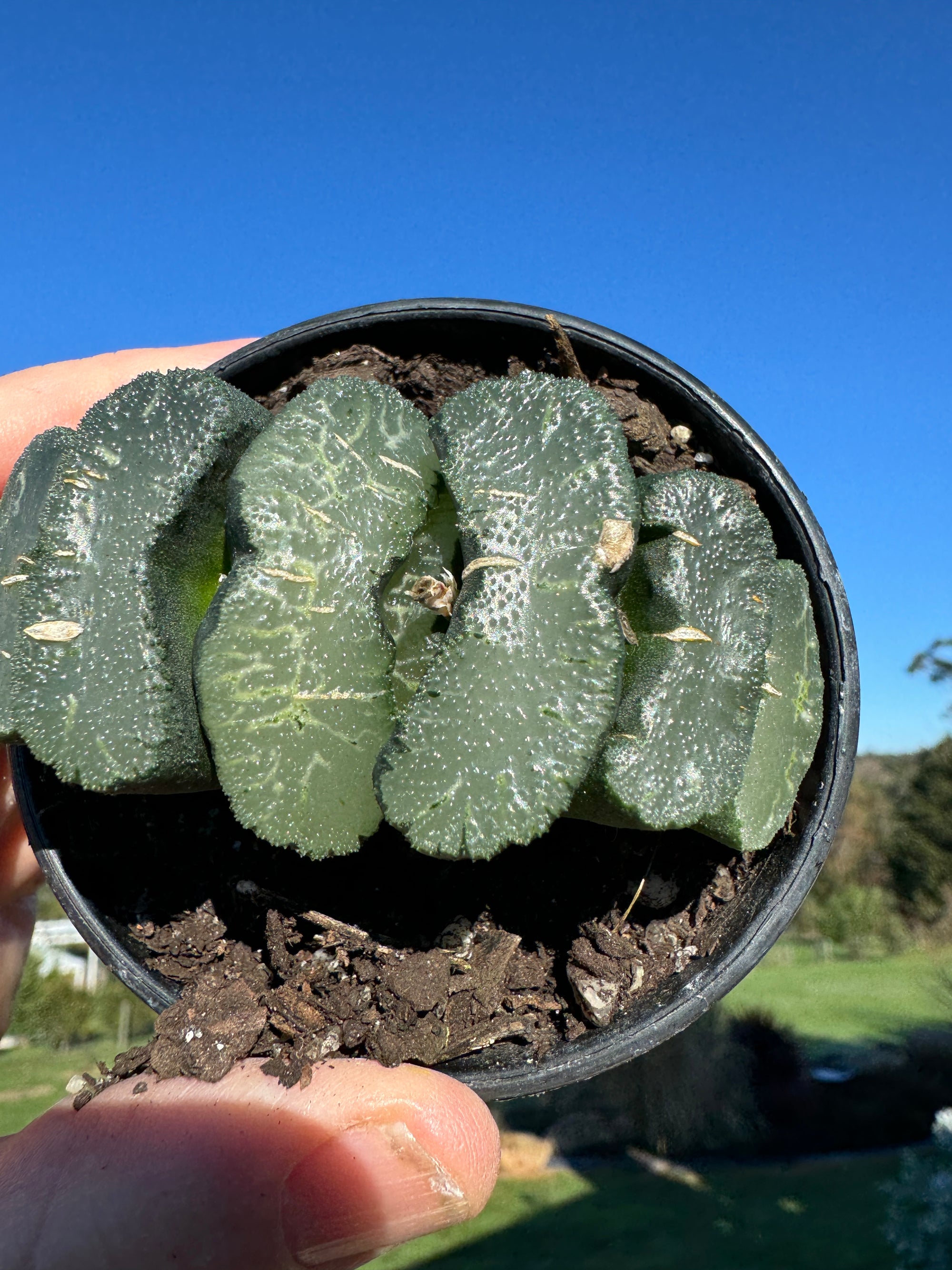 Haworthia truncata H8 - Collector's Choice Windowpane Succulent