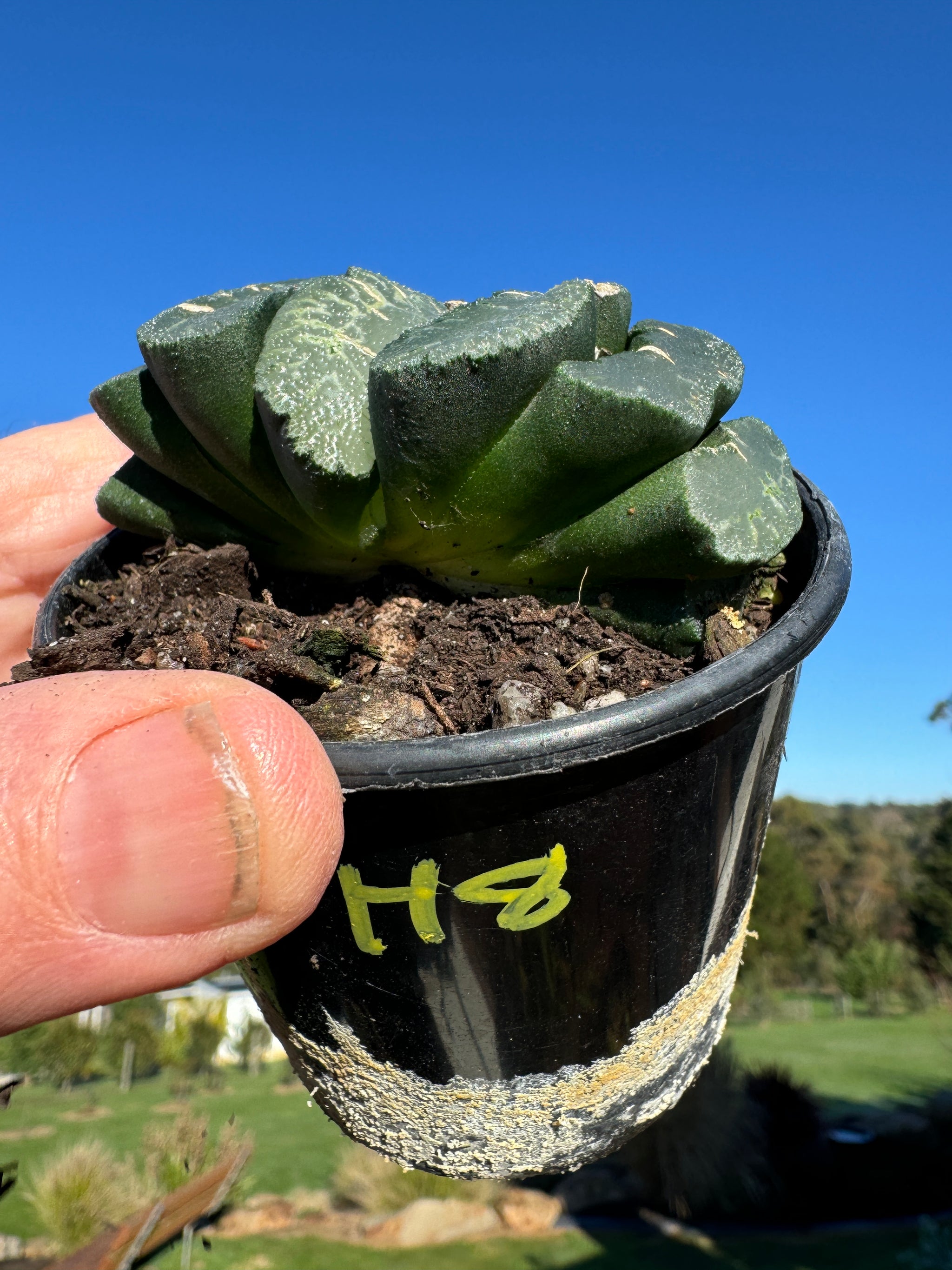 Haworthia truncata  80mm Pot One only H8