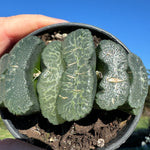 Haworthia truncata  80mm Pot One only H9