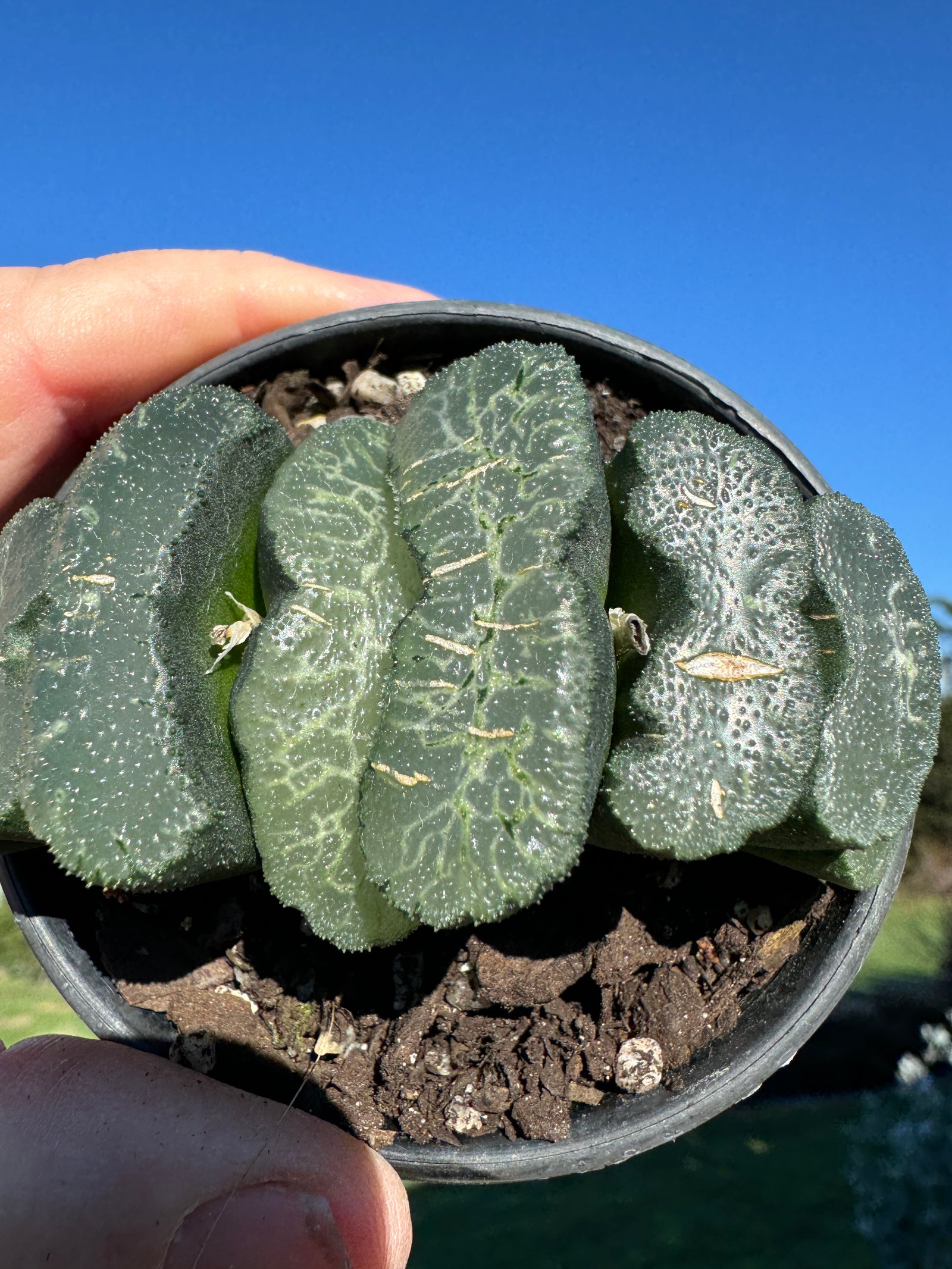 Haworthia truncata  80mm Pot One only H9