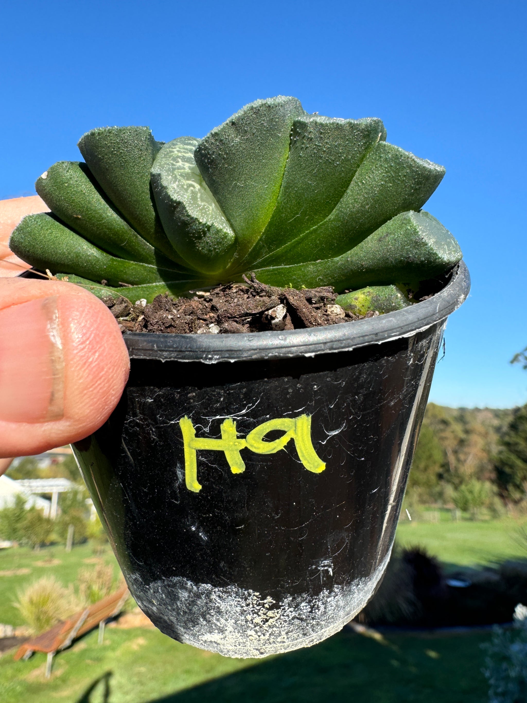 Haworthia truncata  80mm Pot One only H9