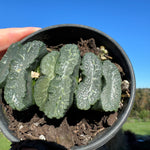 Haworthia truncata  80mm Pot One only H10